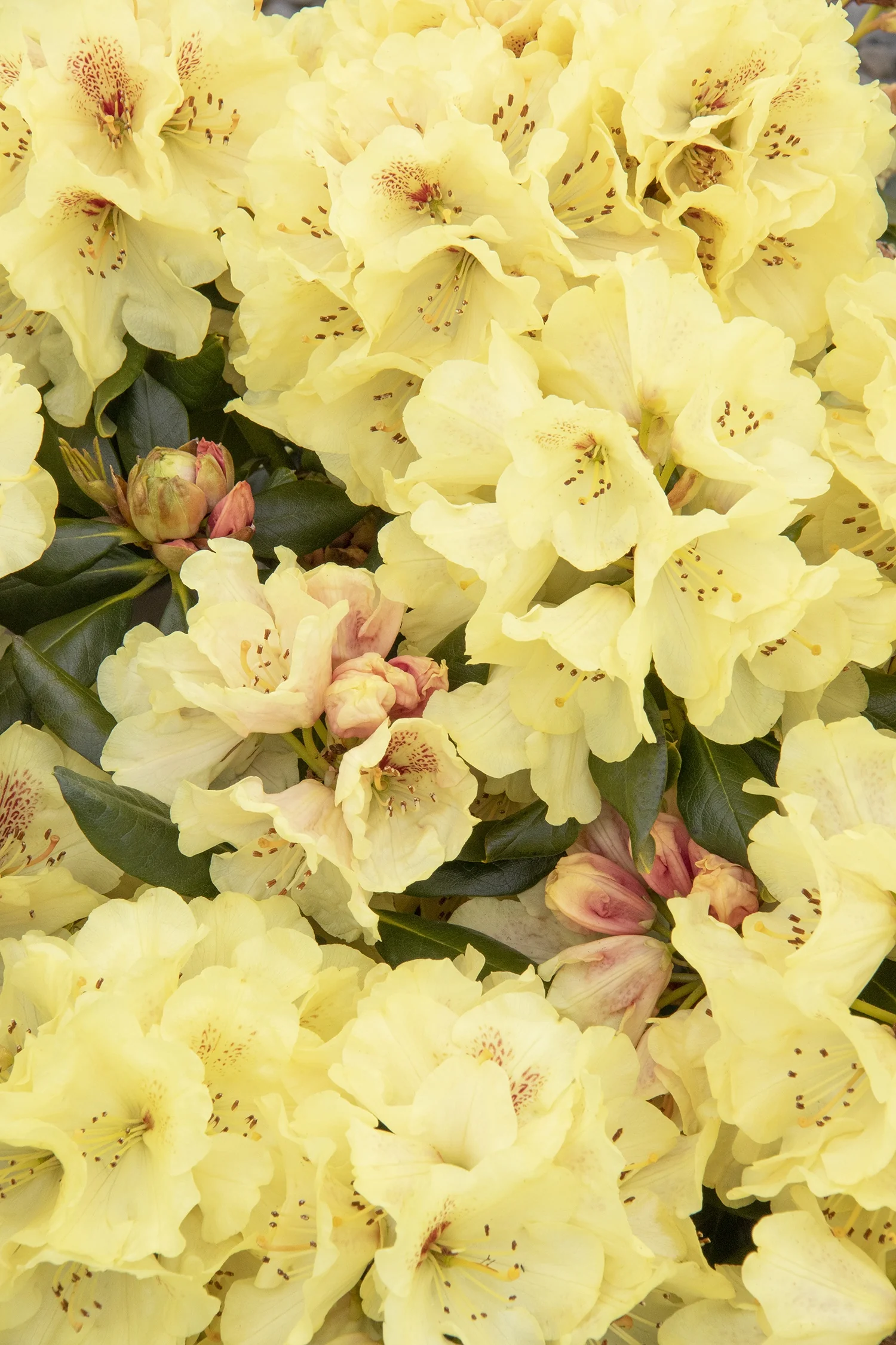 Miyama™ Gold Prinz Rhododendron 5 Miyama™ Gold Prinz Rhododendron