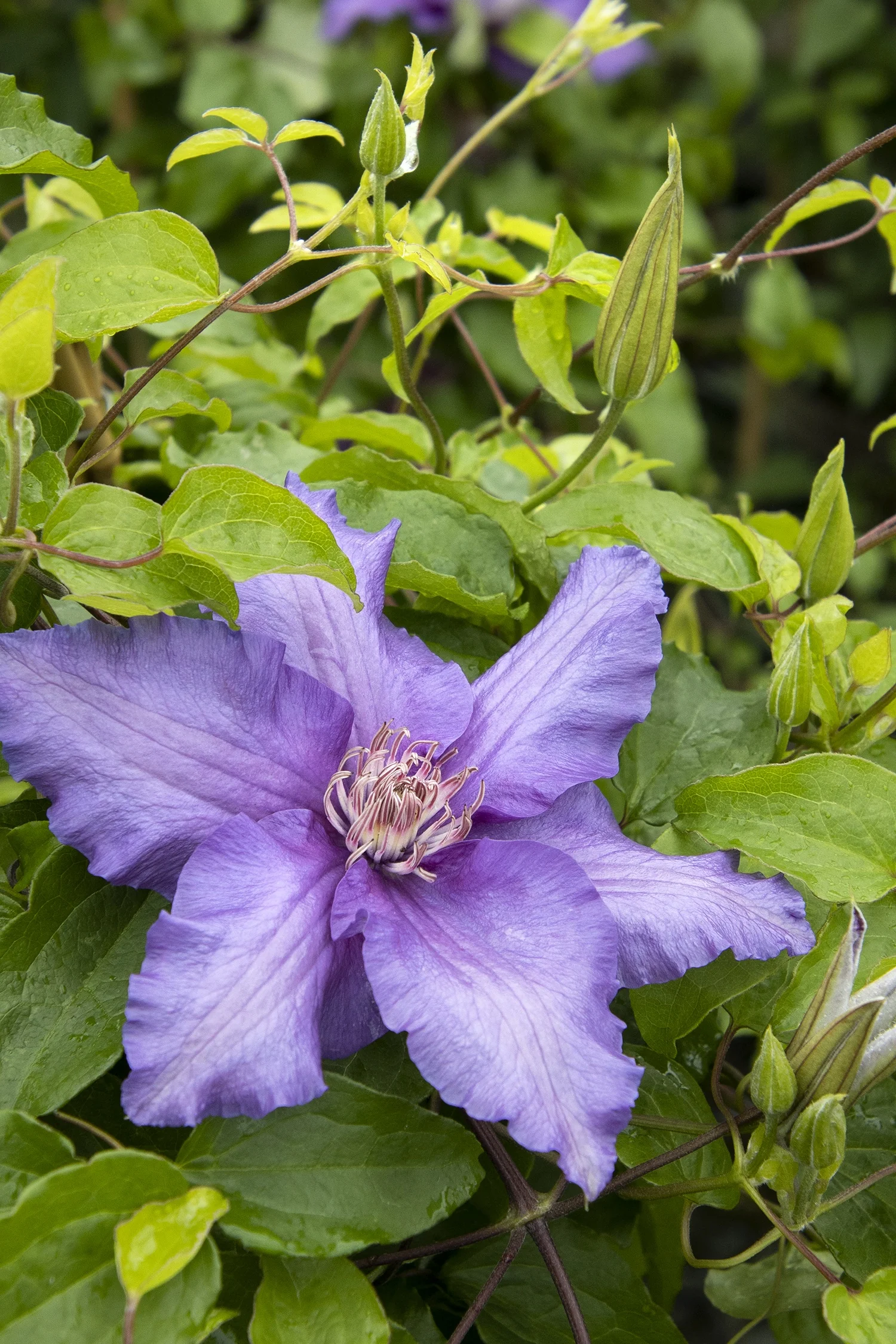 Boulevard® Sacha™ Clematis