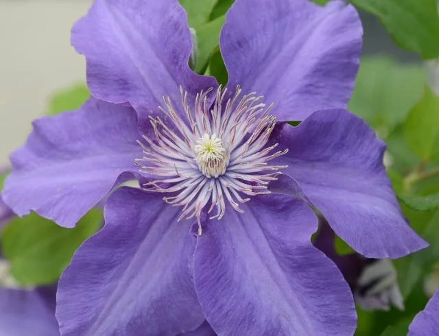 Boulevard® Sacha™ Clematis 2 Boulevard® Sacha™ Clematis