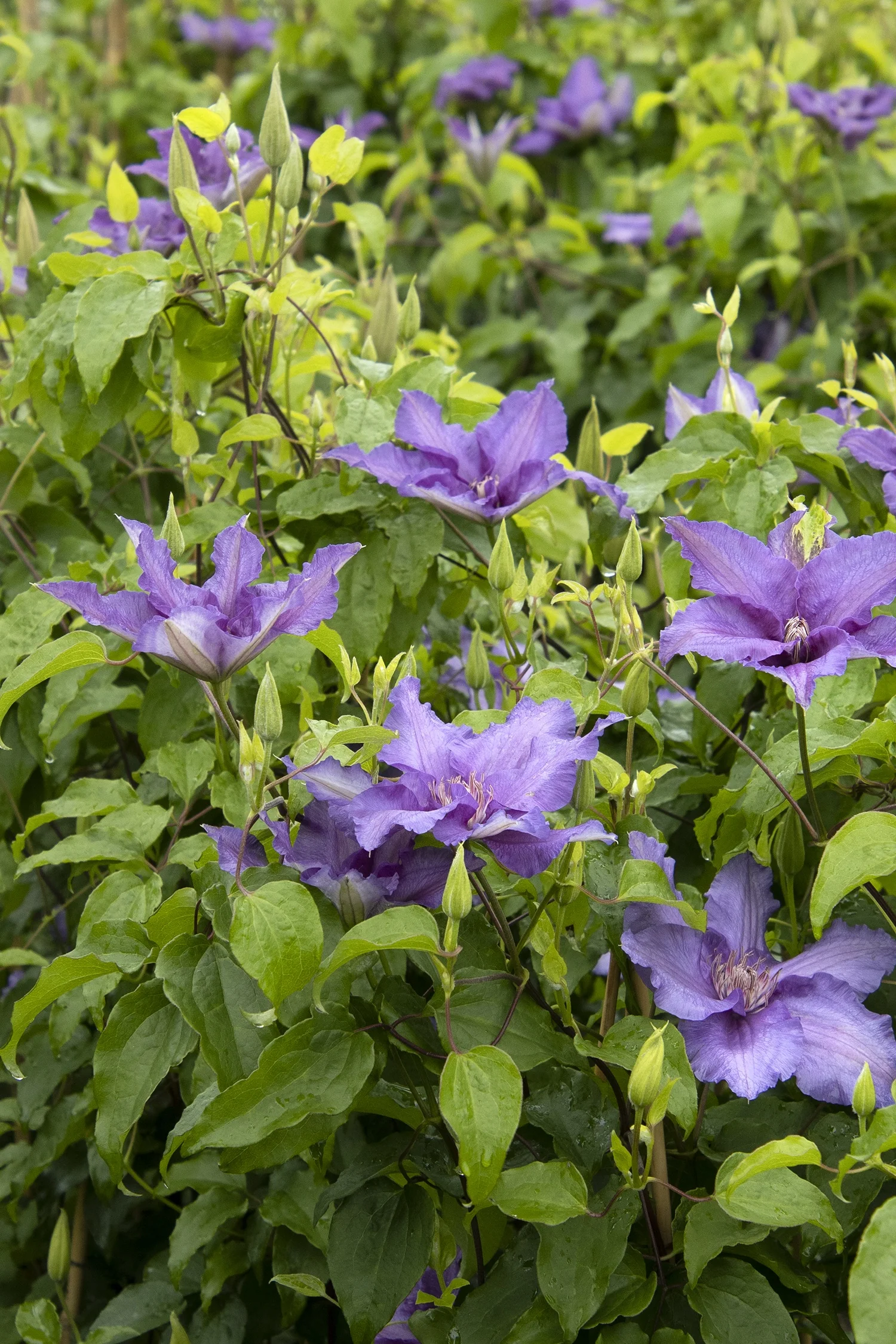 Boulevard® Sacha™ Clematis 3 Boulevard® Sacha™ Clematis