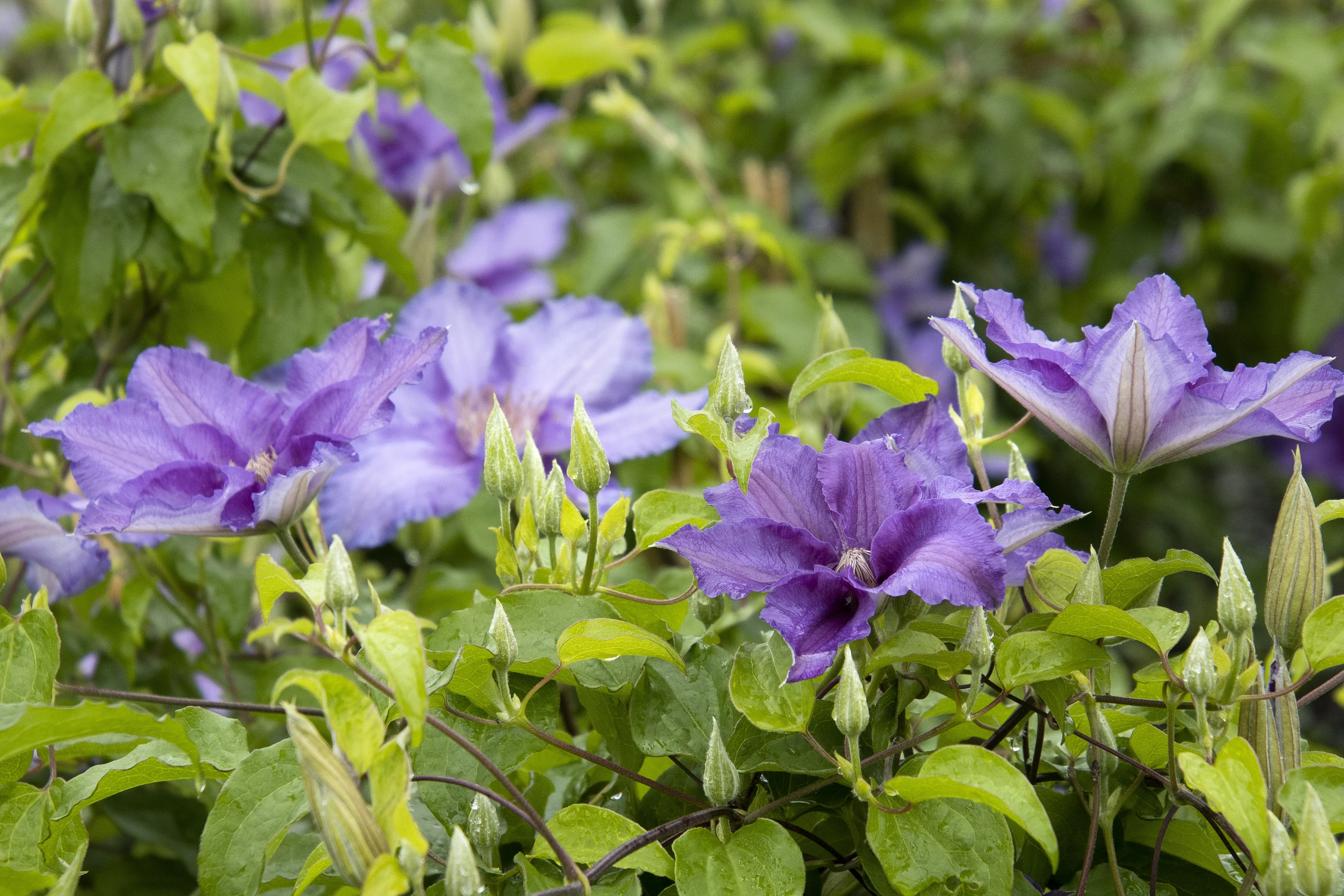 Boulevard® Sacha™ Clematis 4 Boulevard® Sacha™ Clematis
