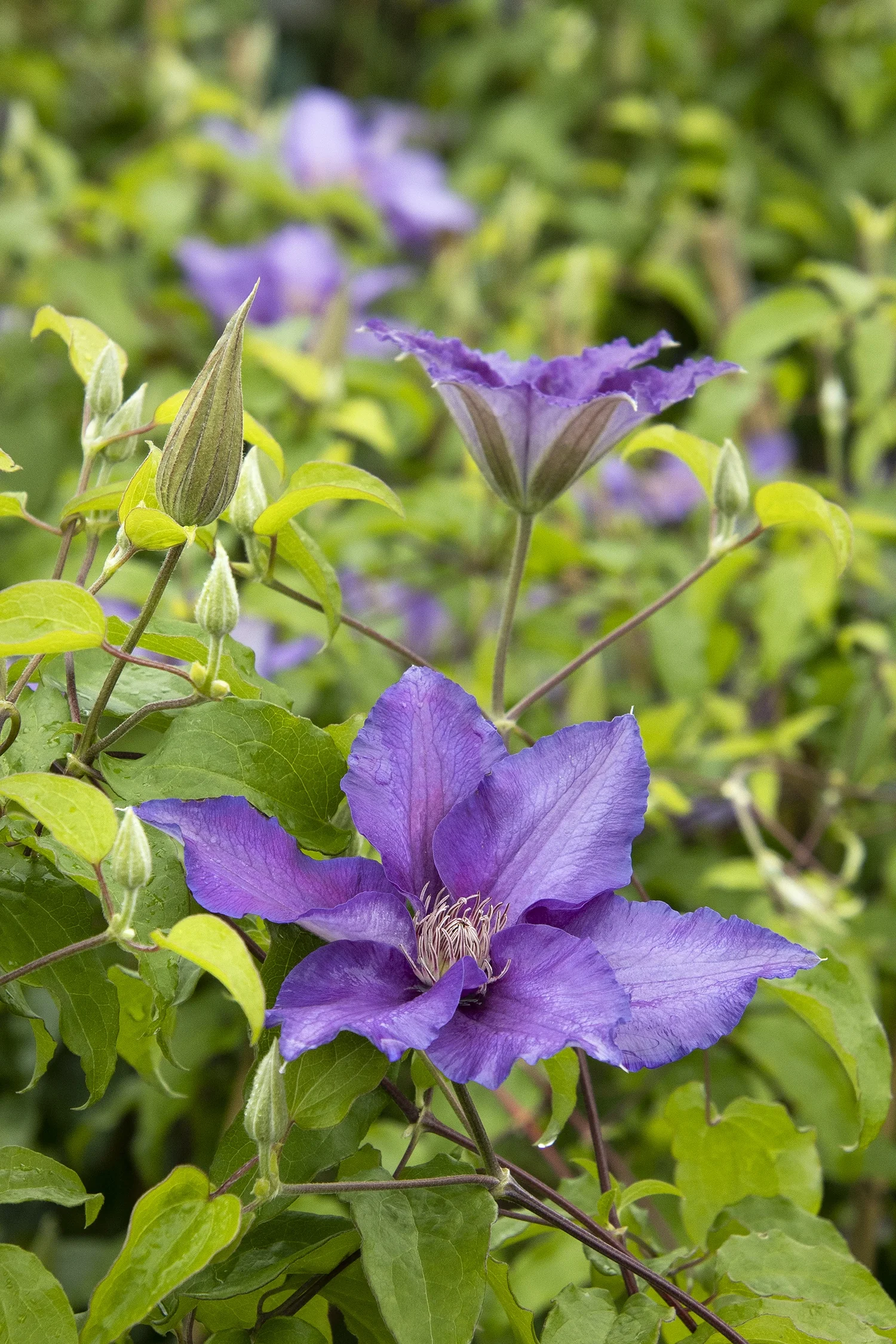 Boulevard® Sacha™ Clematis 5 Boulevard® Sacha™ Clematis