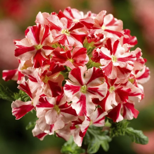 Lanai® Compact Verbena 9 Lanai® Compact Verbena