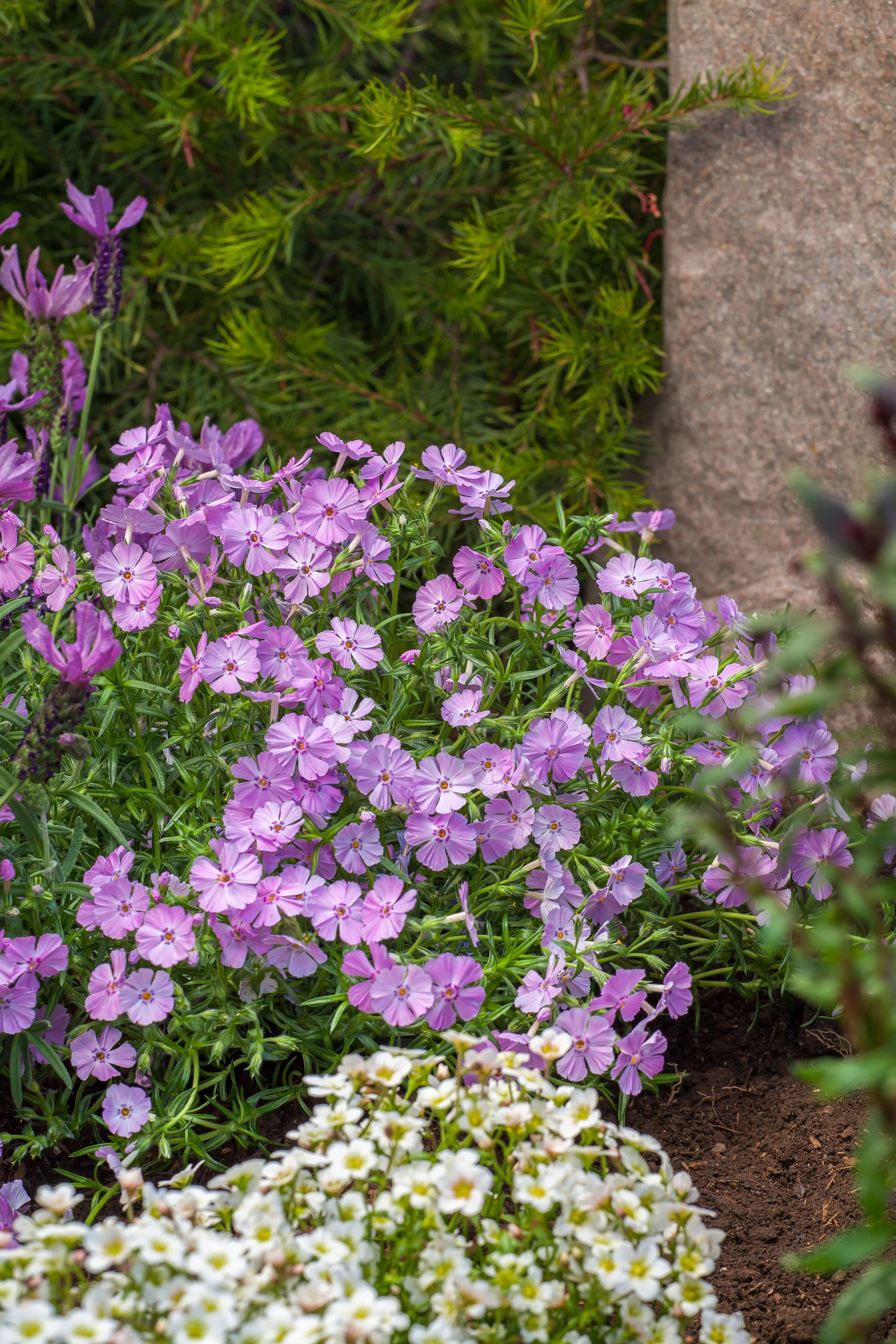 Phlox Trot™ Pink Creeping Phlox 10 Phlox Trot™ Pink Creeping Phlox