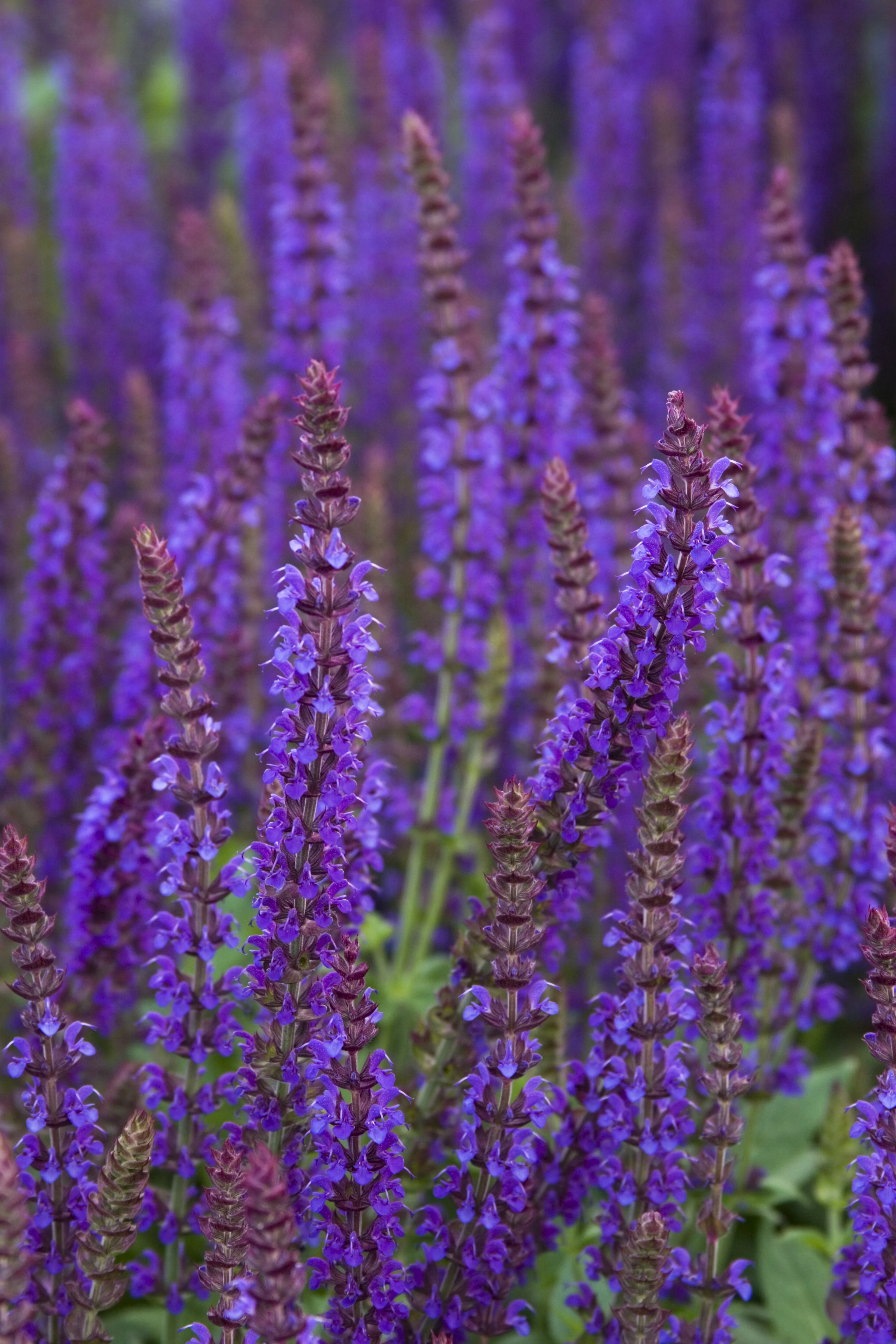 East Friesland Meadow Sage