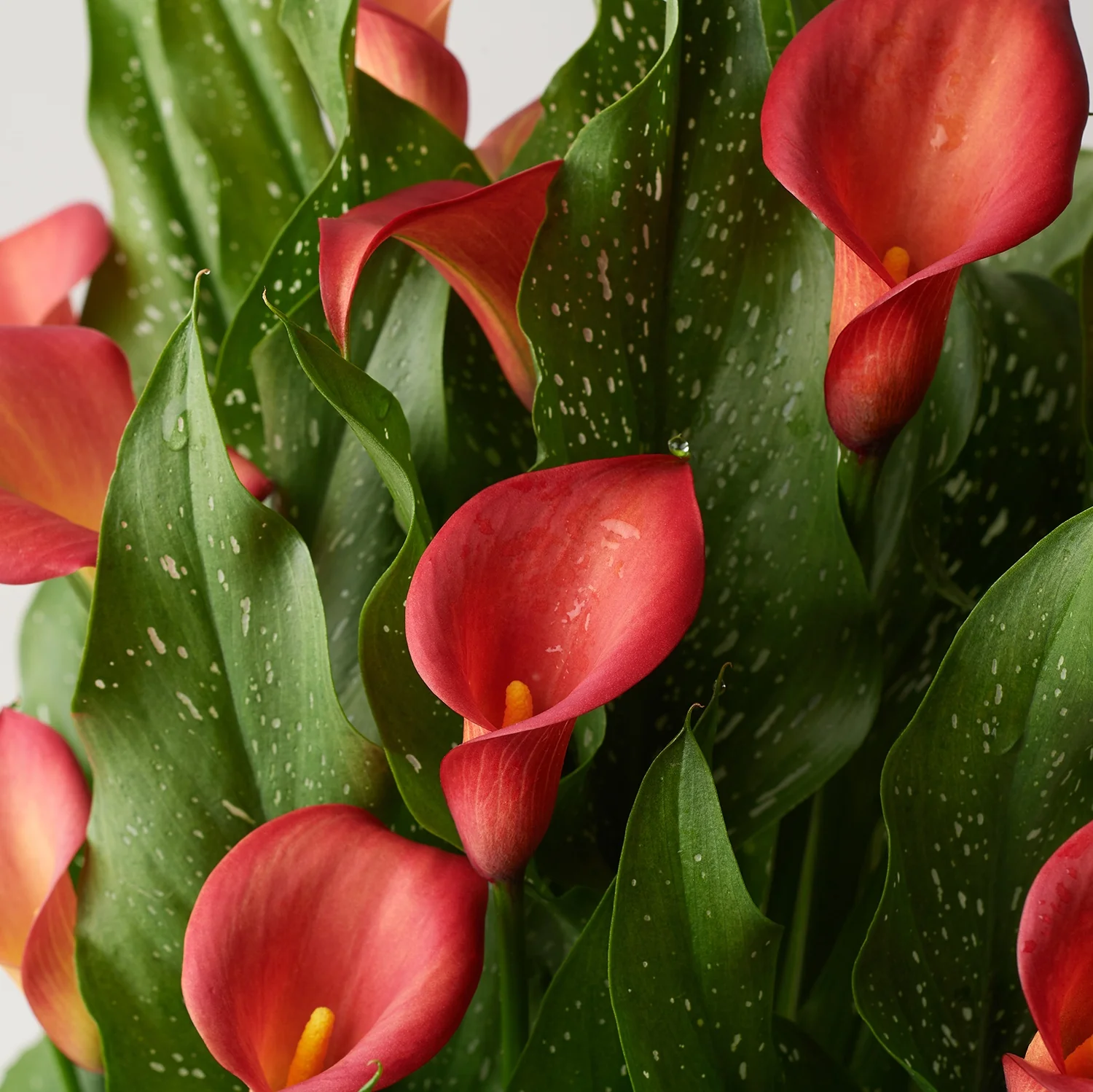 Captain Red Calla Lily 2 Captain Red Calla Lily