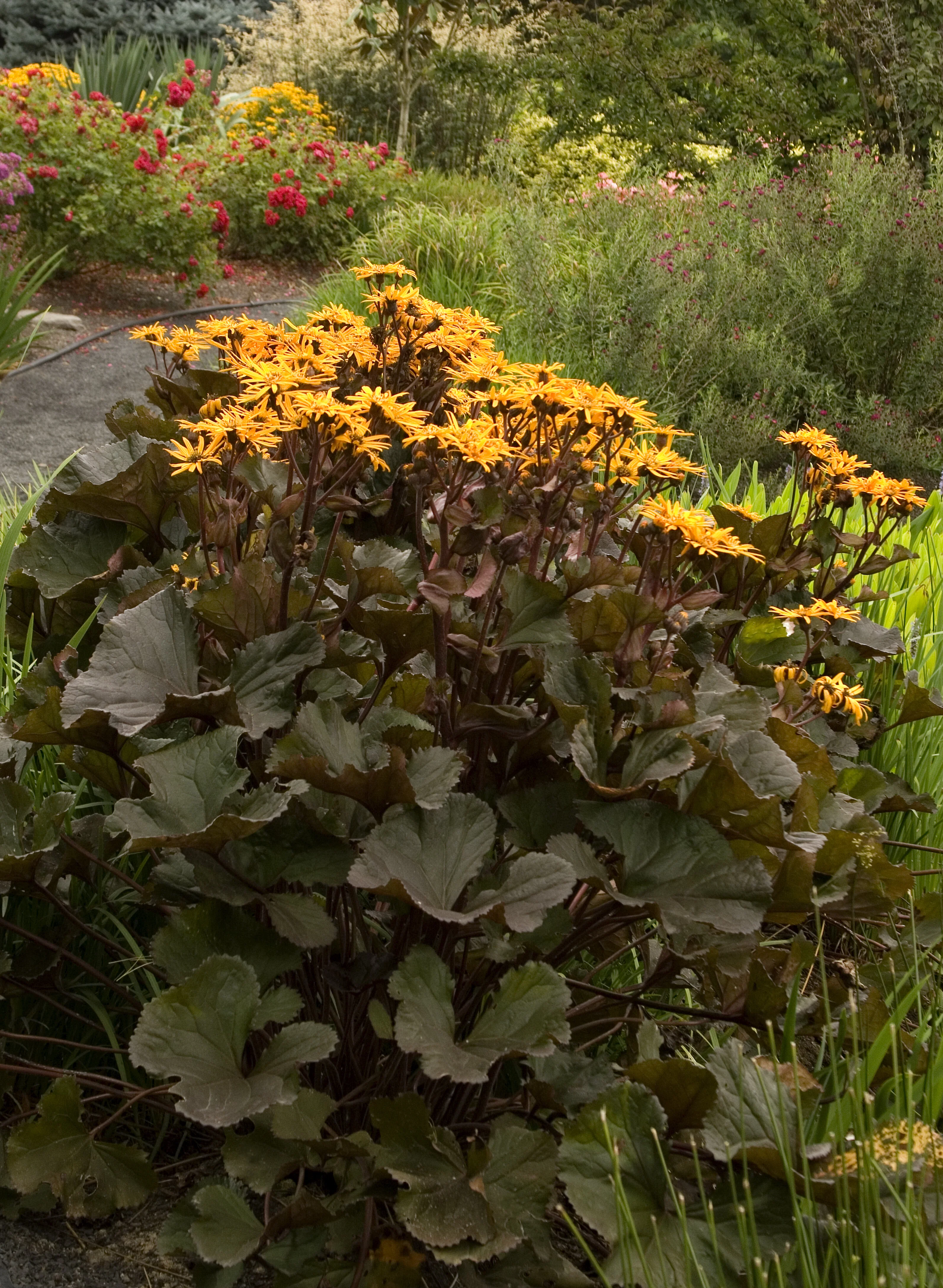 Britt-Marie Crawford Ligularia