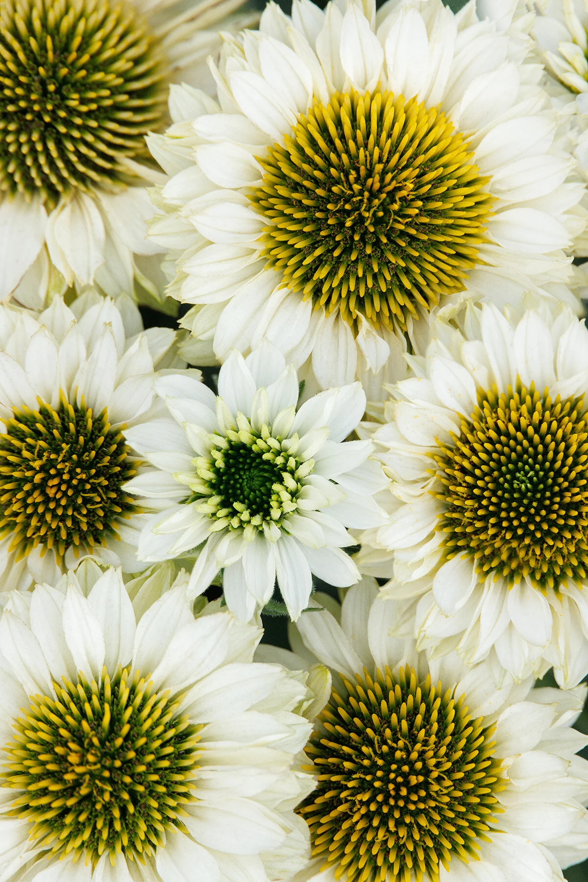 SunSeekers® White Perfection Coneflower