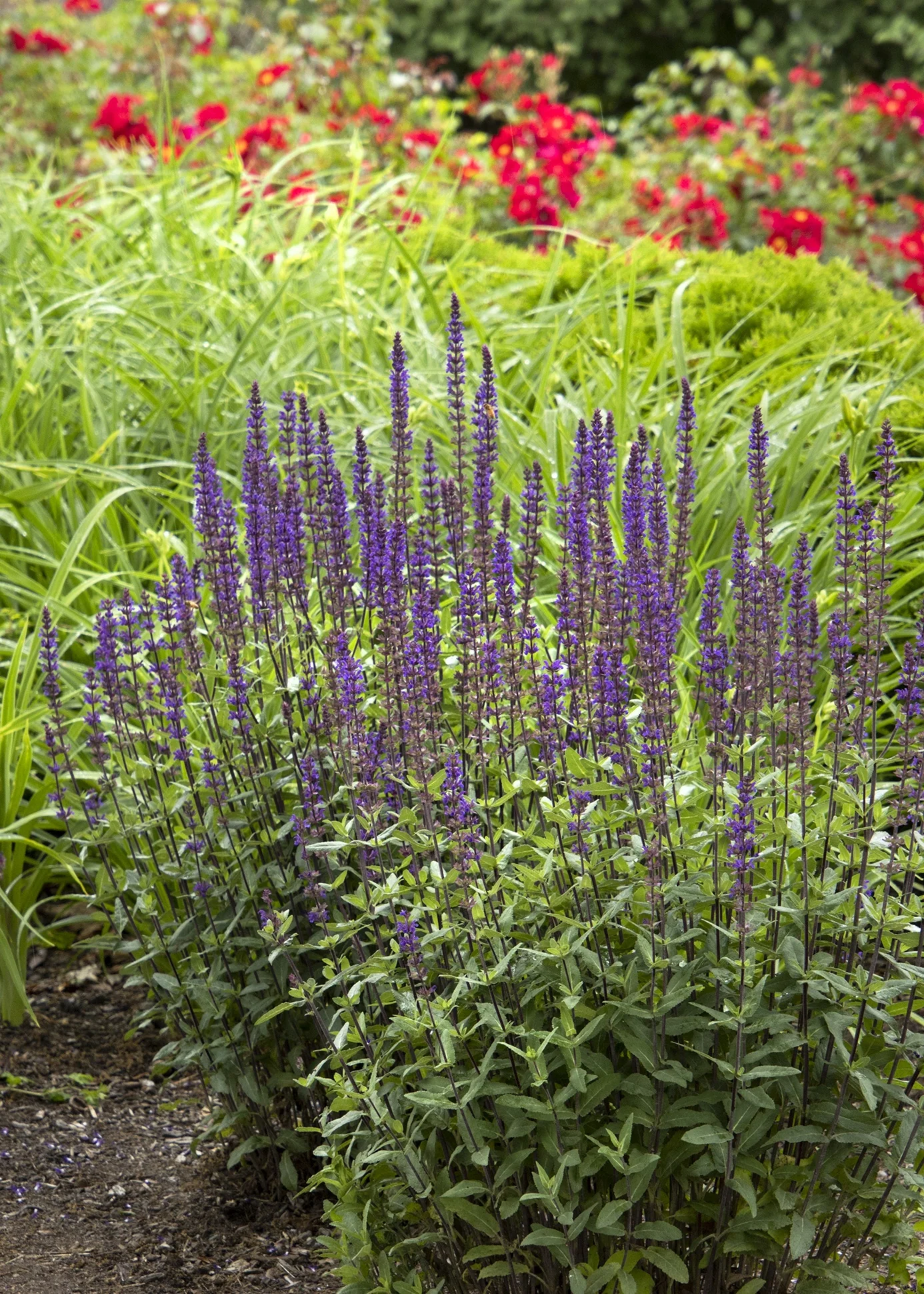 Caradonna Meadow Sage