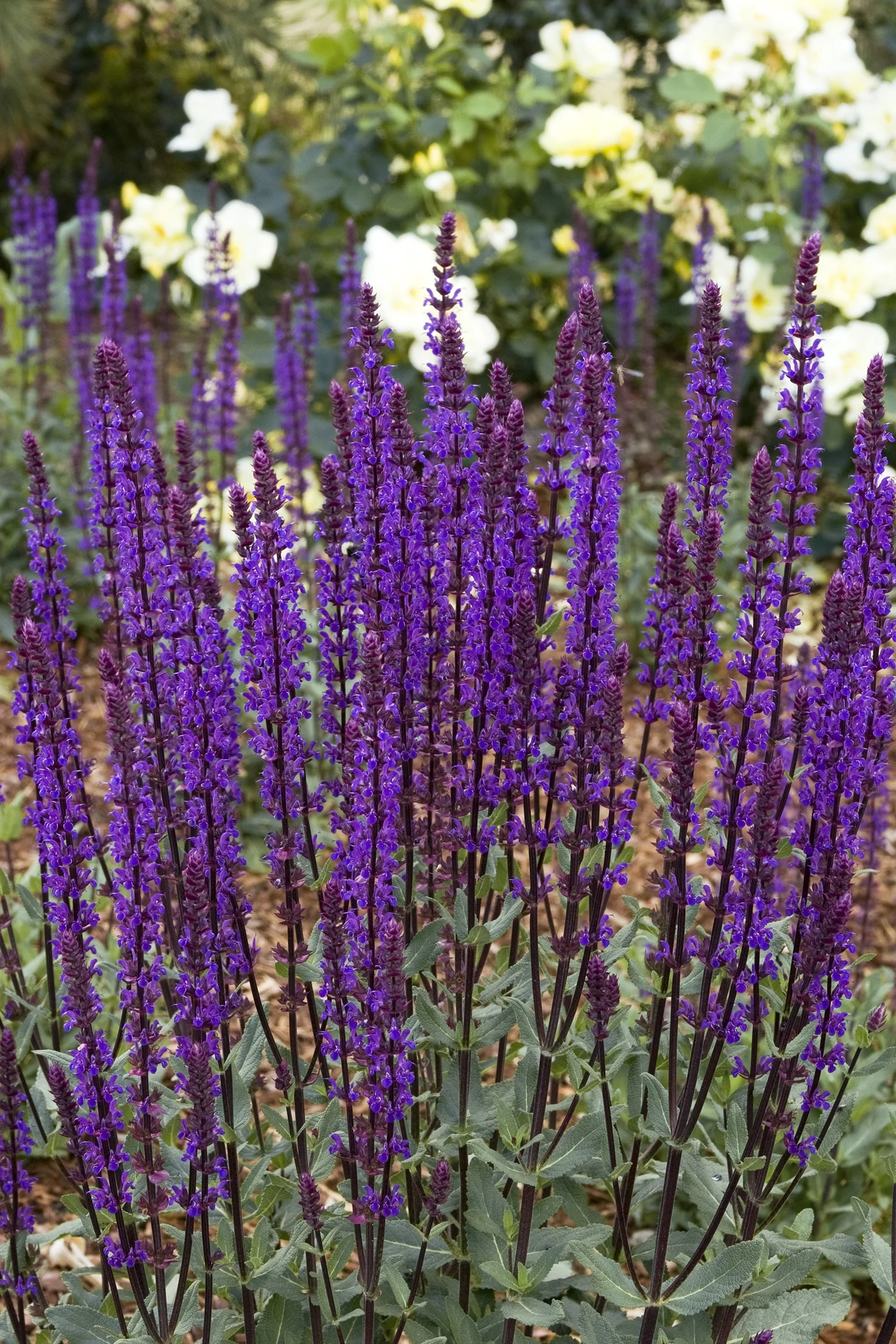 Caradonna Meadow Sage 2 Caradonna Meadow Sage