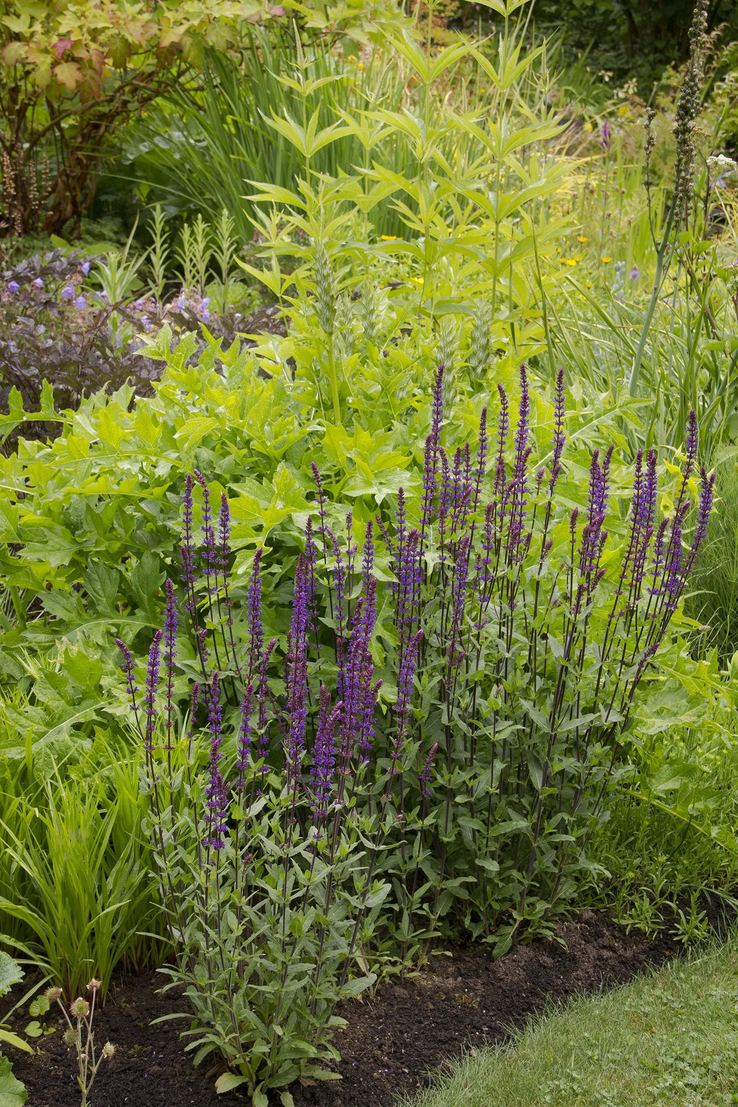 Caradonna Meadow Sage 3 Caradonna Meadow Sage