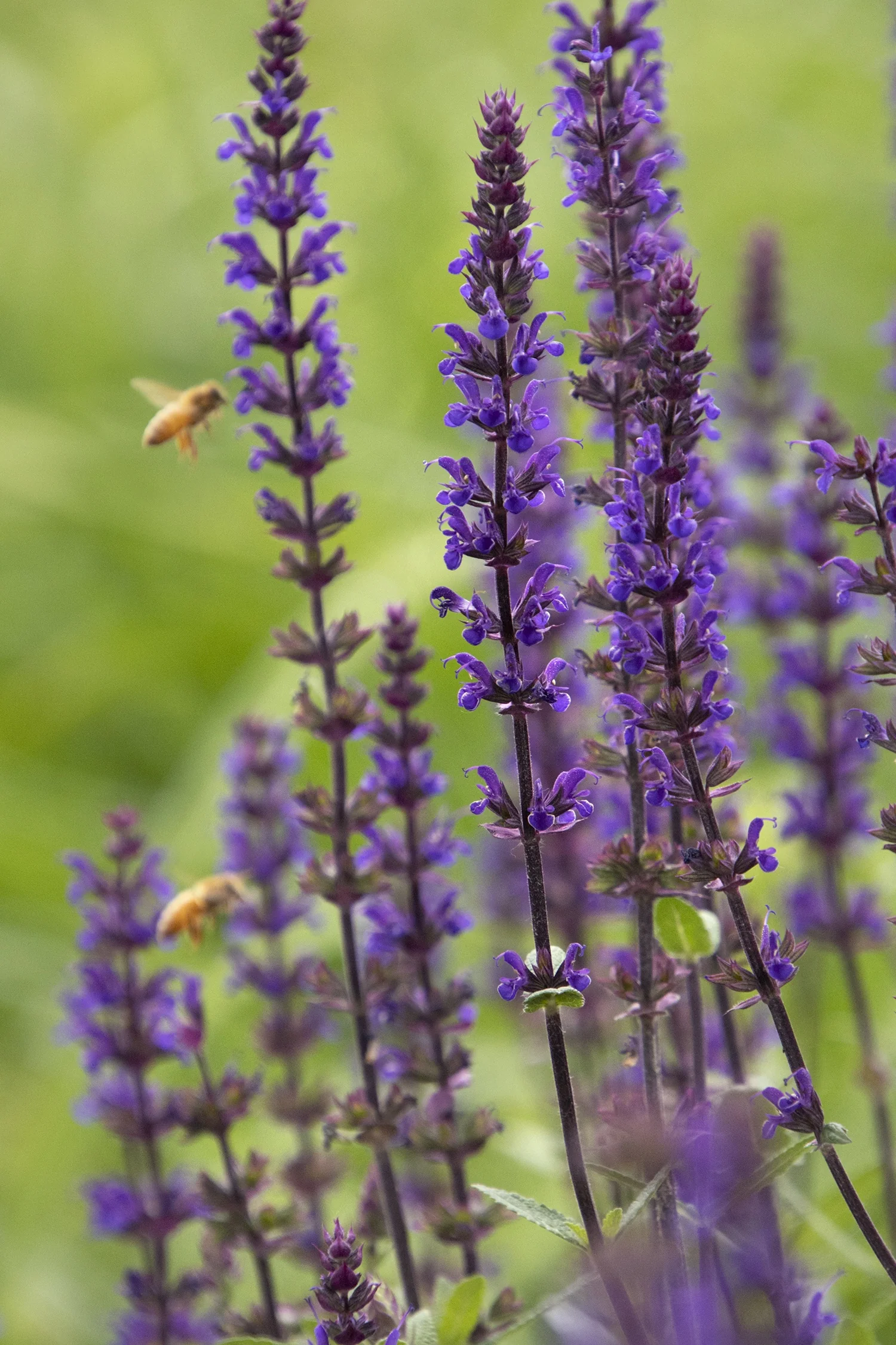 Caradonna Meadow Sage 4 Caradonna Meadow Sage