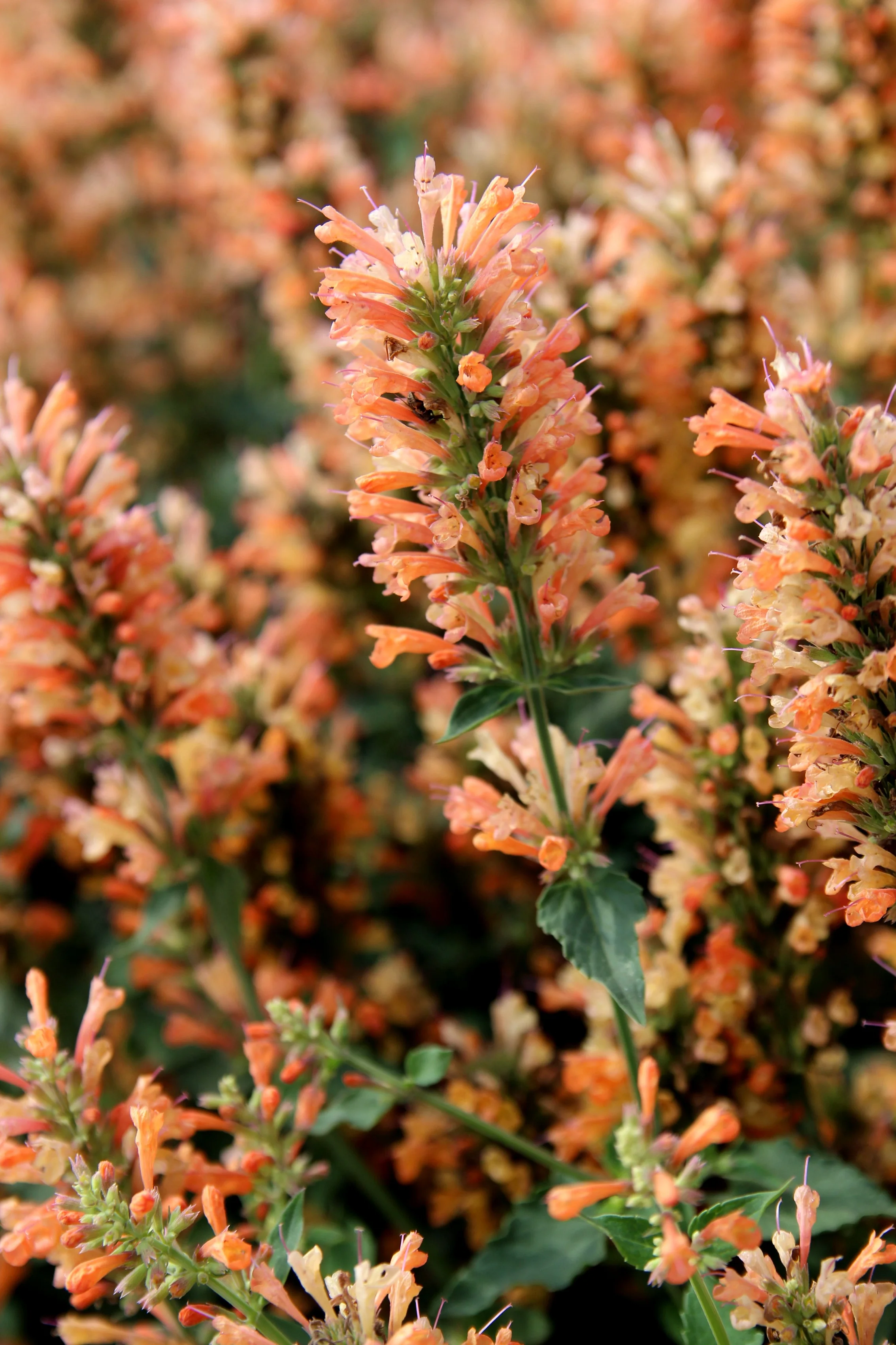 Peach Pearl Agastache 3 Peach Pearl Agastache