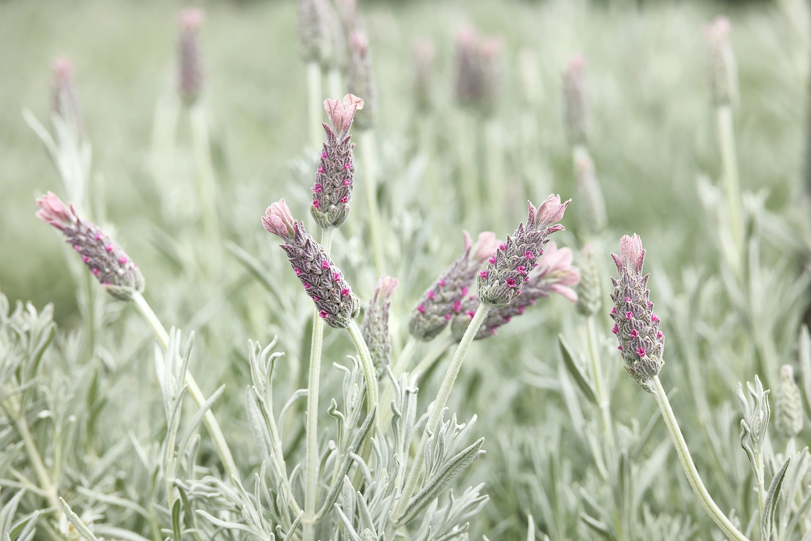 Ghostly Princess Spanish Lavender 3 Ghostly Princess Spanish Lavender