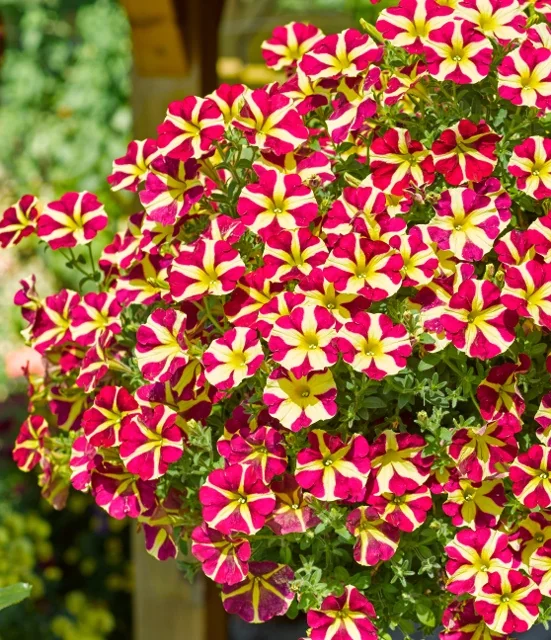 Amore™ Queen of Hearts Petunia 1 Amore™ Queen of Hearts Petunia