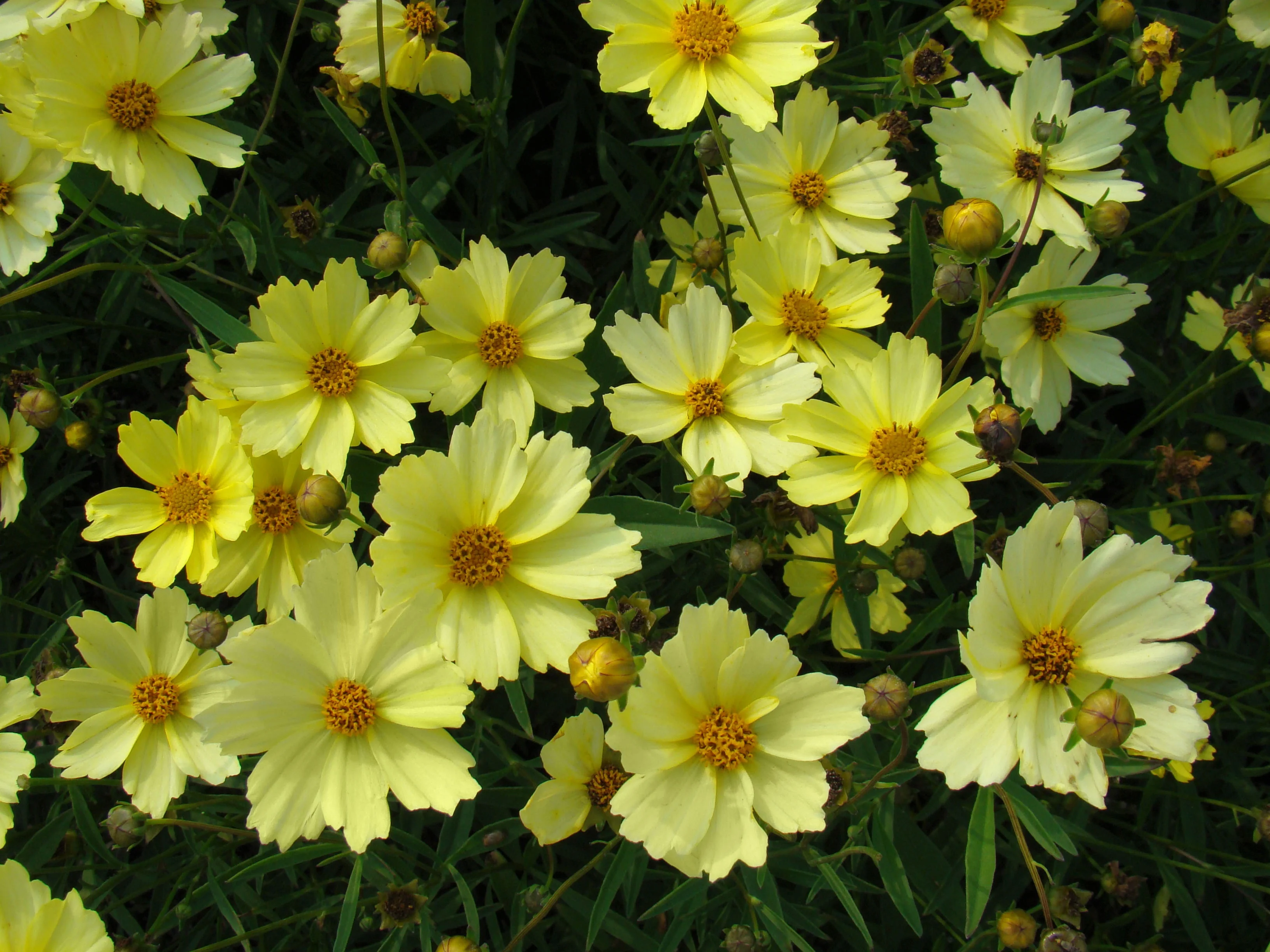 Big Bang™ Full Moon Coreopsis 7 Big Bang™ Full Moon Coreopsis