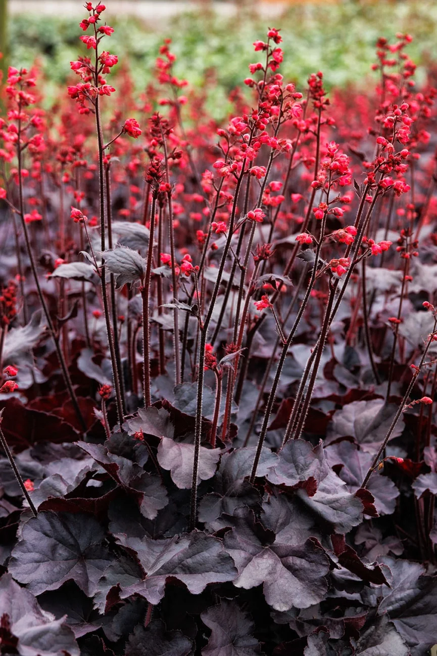 Black Forest Cake Heuchera