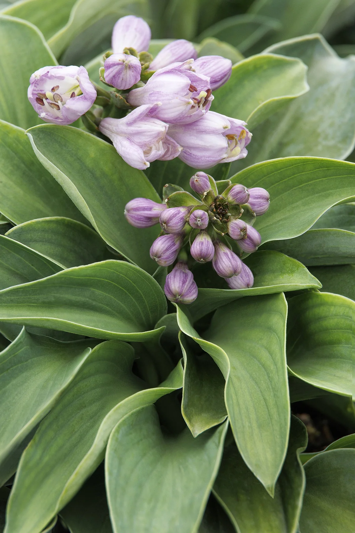 Blue Mouse Ears Hosta 2 Blue Mouse Ears Hosta