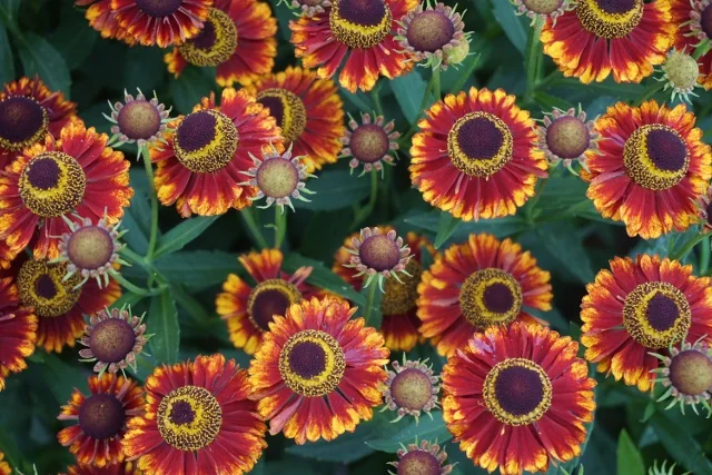Mariachi™ Bandera Helenium 1 Mariachi™ Bandera Helenium