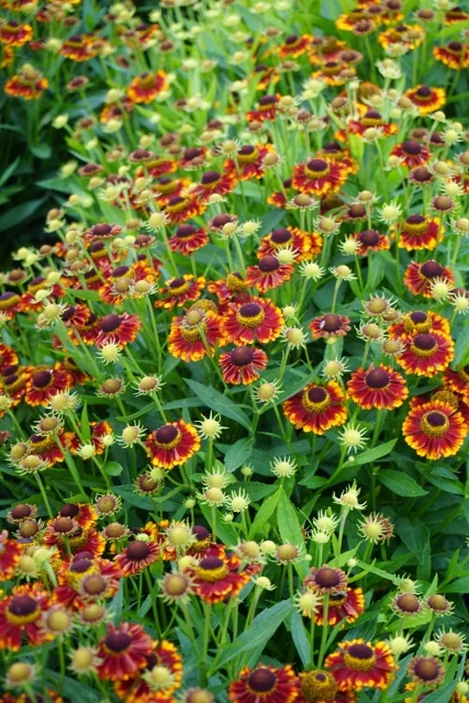 Mariachi™ Bandera Helenium 2 Mariachi™ Bandera Helenium