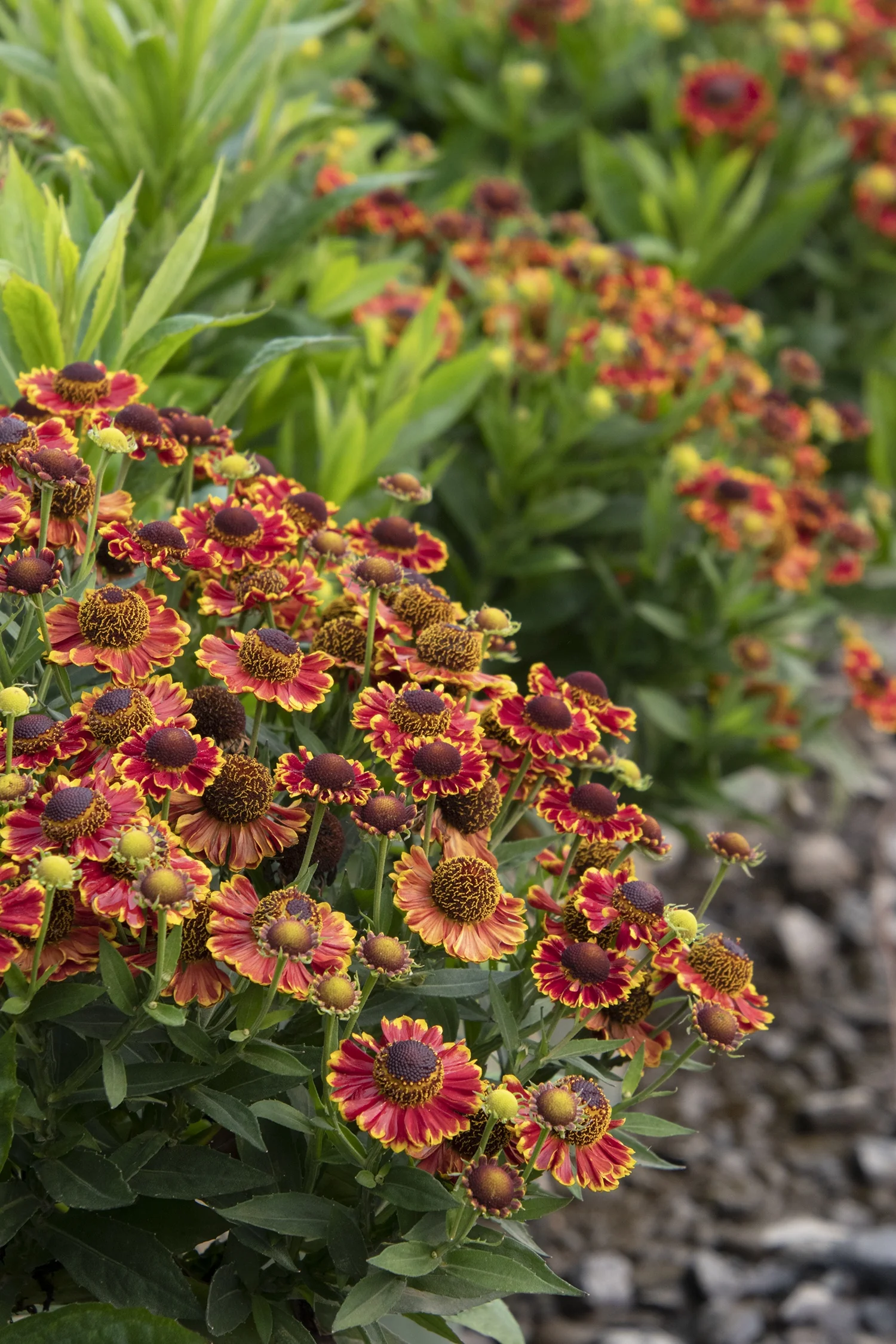 Mariachi™ Bandera Helenium 3 Mariachi™ Bandera Helenium