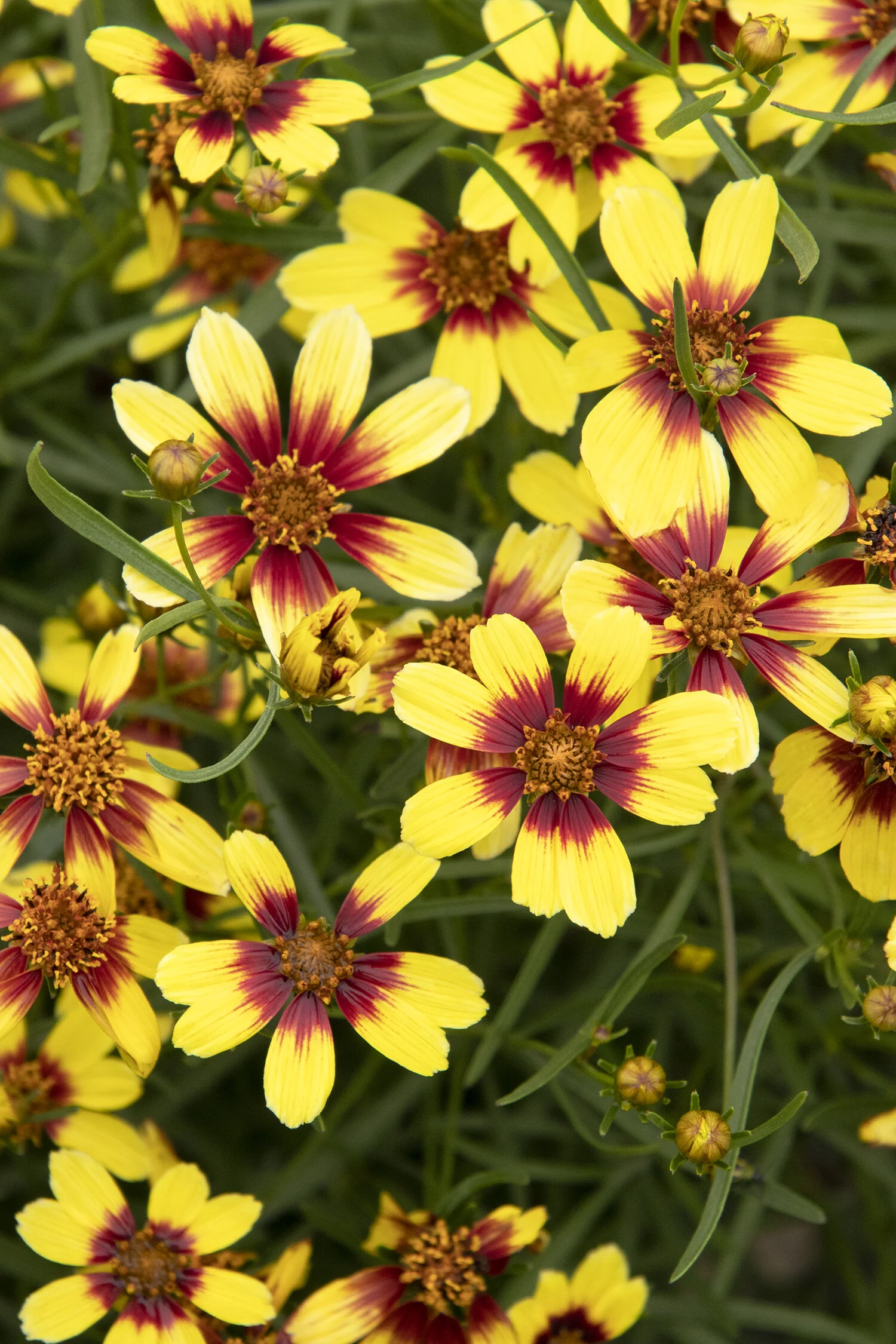 Sunstar™ Gold Coreopsis 3 Sunstar™ Gold Coreopsis