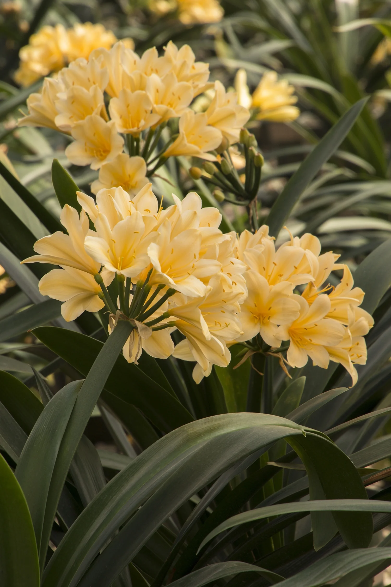 Belgian Hybrid Yellow Clivia 9 Belgian Hybrid Yellow Clivia
