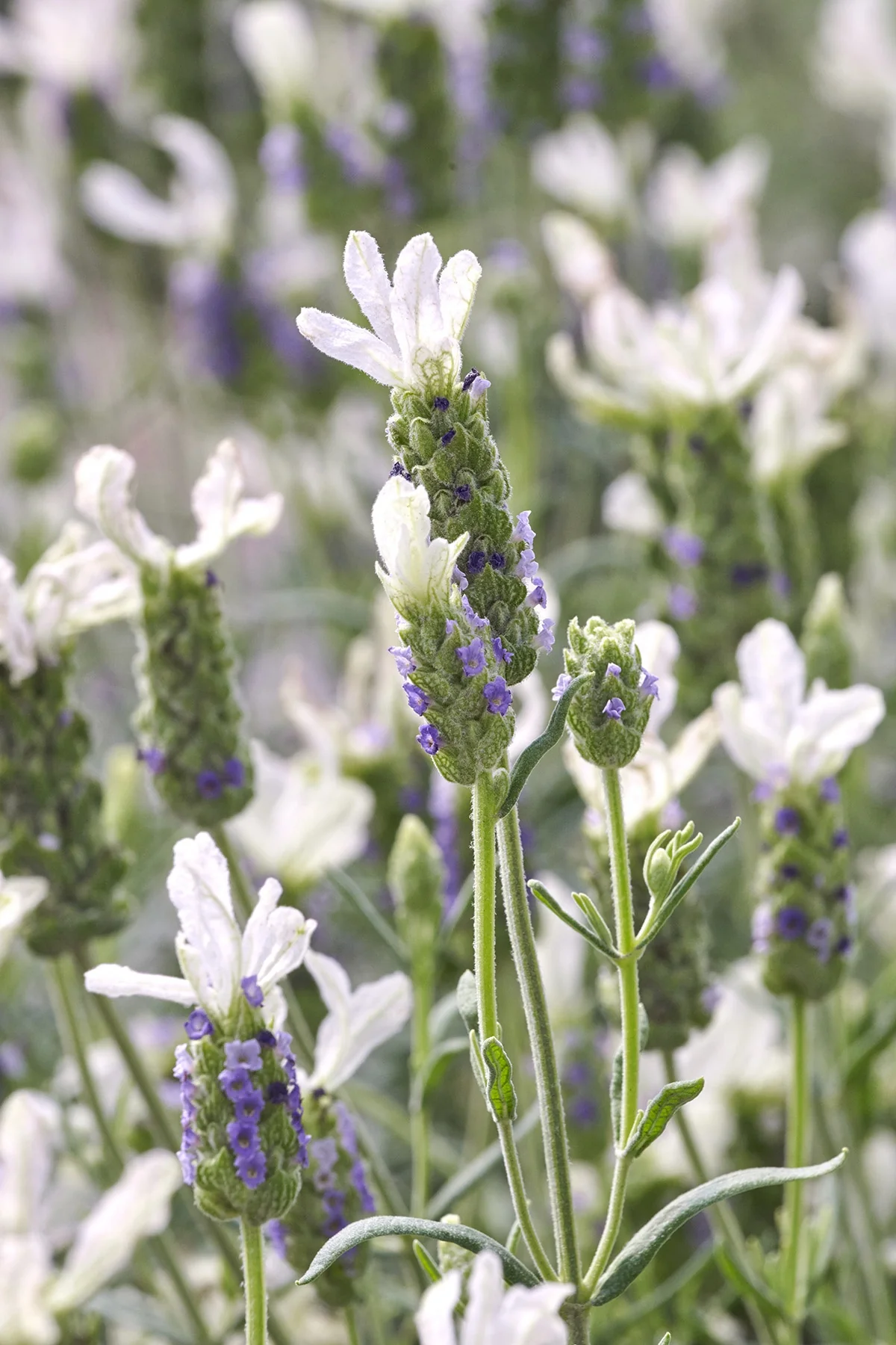 Javelin Forte™ White Spanish Lavender 6 Javelin Forte™ White Spanish Lavender