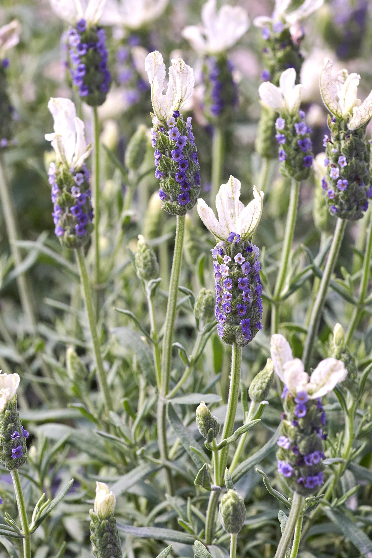 Javelin Forte™ White Spanish Lavender 2 Javelin Forte™ White Spanish Lavender