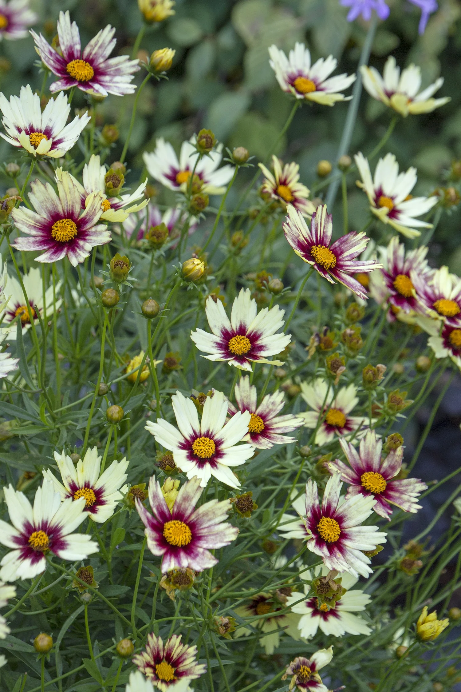 Big Bang™ Redshift Coreopsis 1 Big Bang™ Redshift Coreopsis