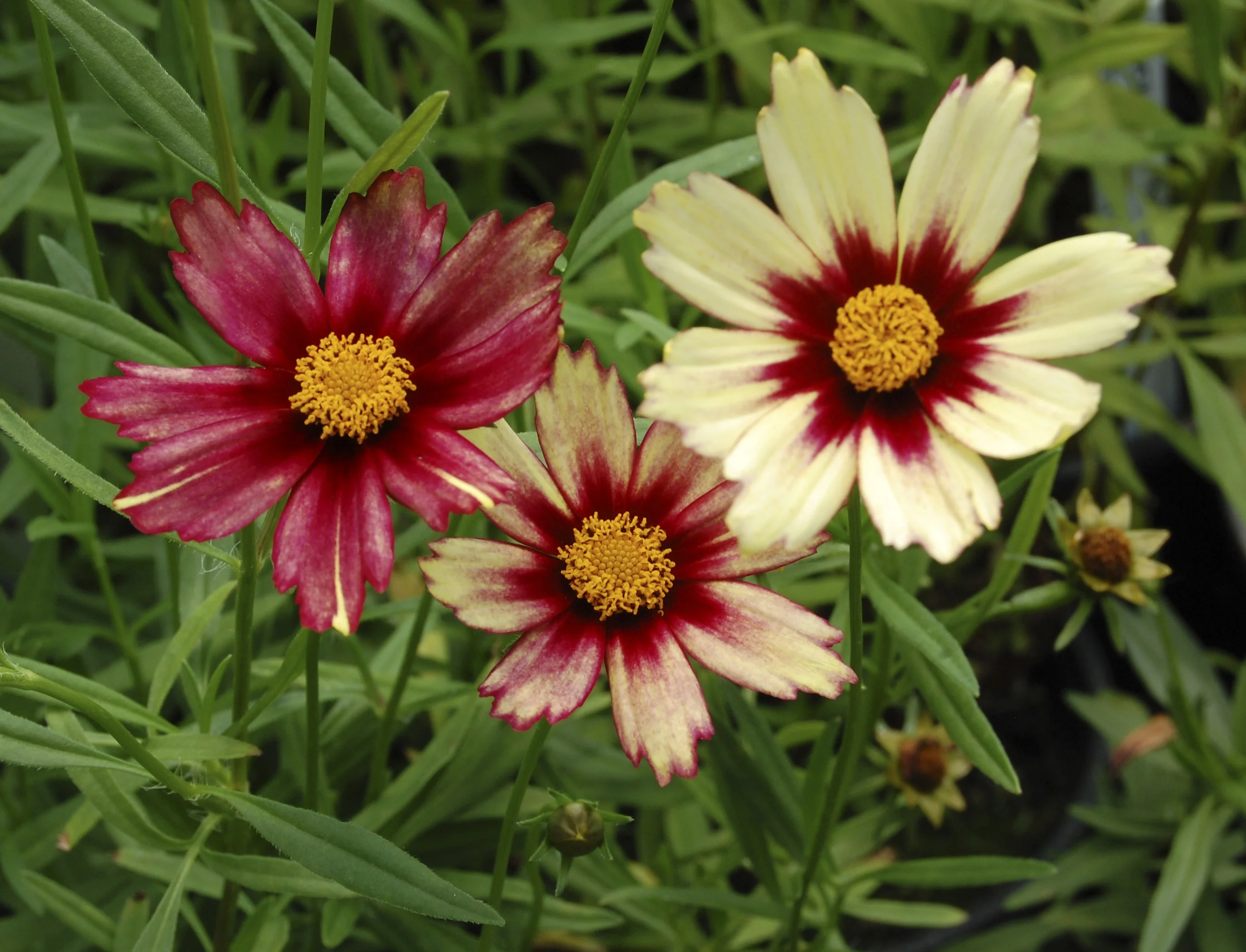 Big Bang™ Redshift Coreopsis 2 Big Bang™ Redshift Coreopsis