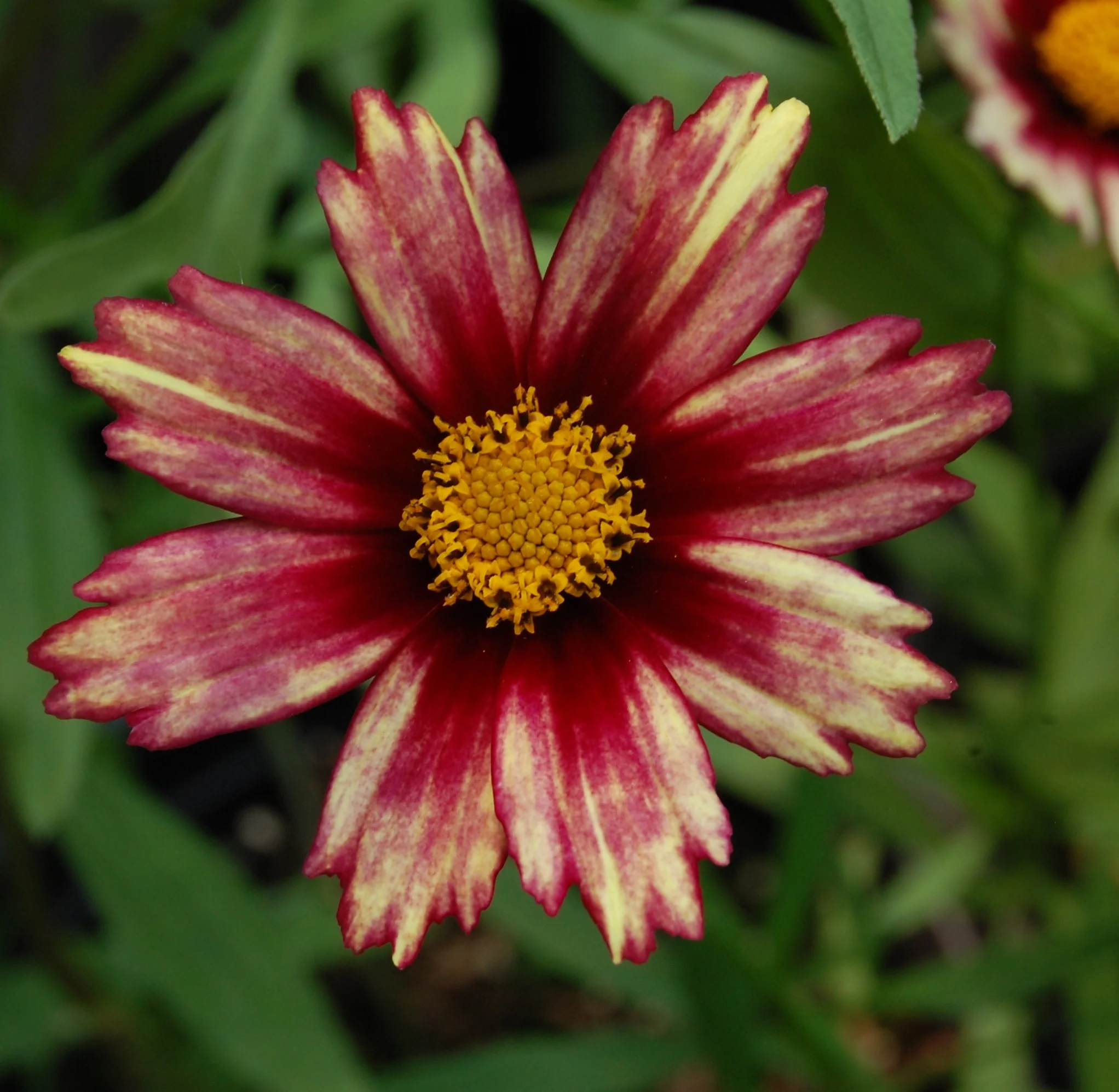 Big Bang™ Redshift Coreopsis 3 Big Bang™ Redshift Coreopsis