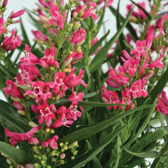 Rock Candy™ Ruby Penstemon 1 Rock Candy™ Ruby Penstemon