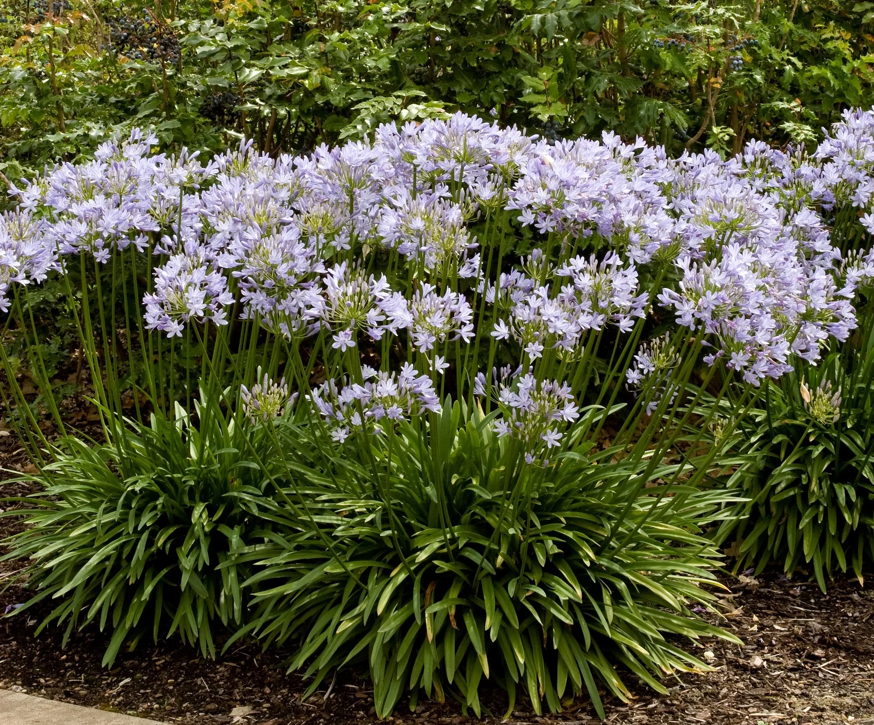 Agapanthus 2 Agapanthus