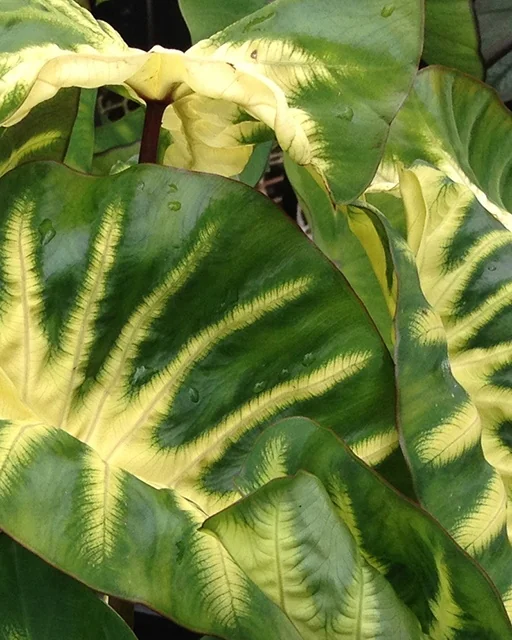 Royal Hawaiian® Maui Sunrise Elephant Ear 3 Royal Hawaiian® Maui Sunrise Elephant Ear