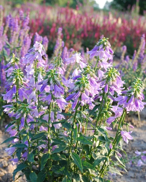 Fairy Bells™ Gaudi Violet Ladybells 11 Fairy Bells™ Gaudi Violet Ladybells