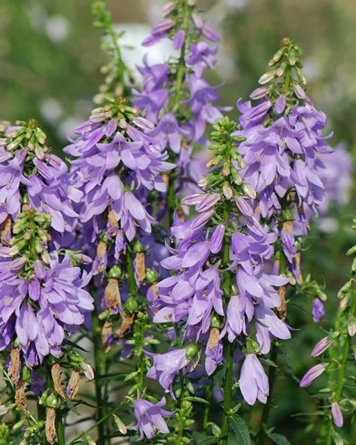 Fairy Bells™ Gaudi Violet Ladybells 3 Fairy Bells™ Gaudi Violet Ladybells