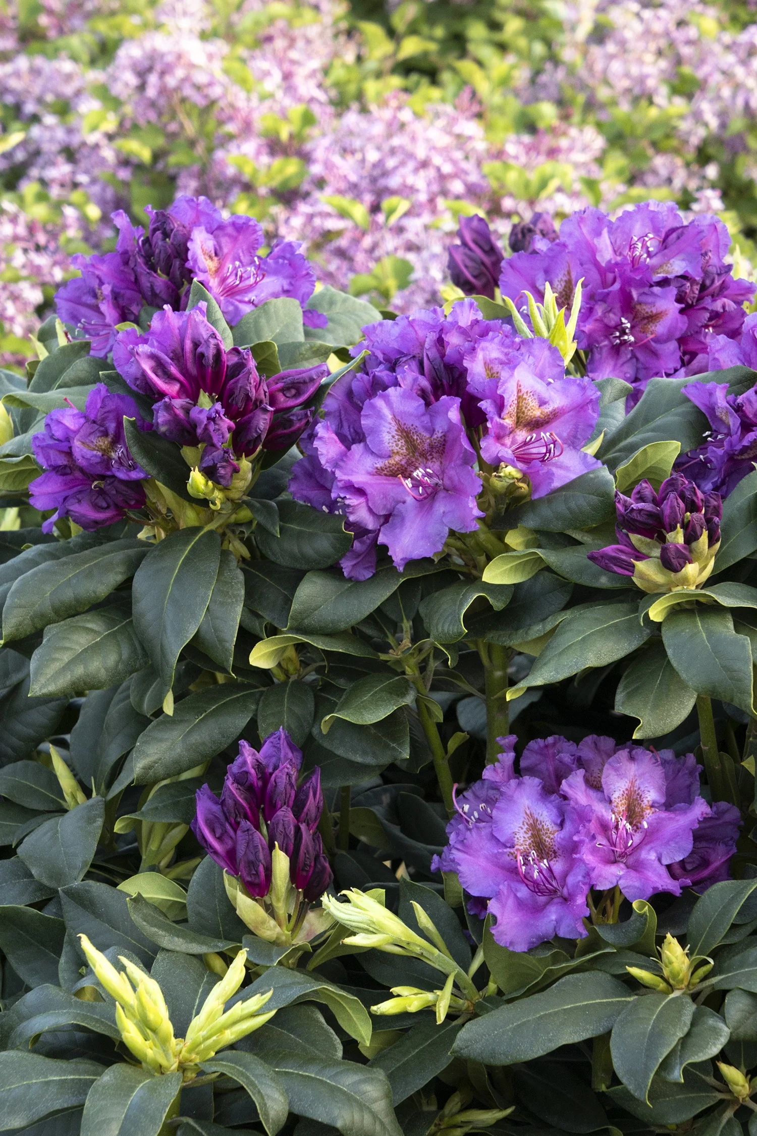 Lee's Dark Purple Rhododendron 1 Lee's Dark Purple Rhododendron