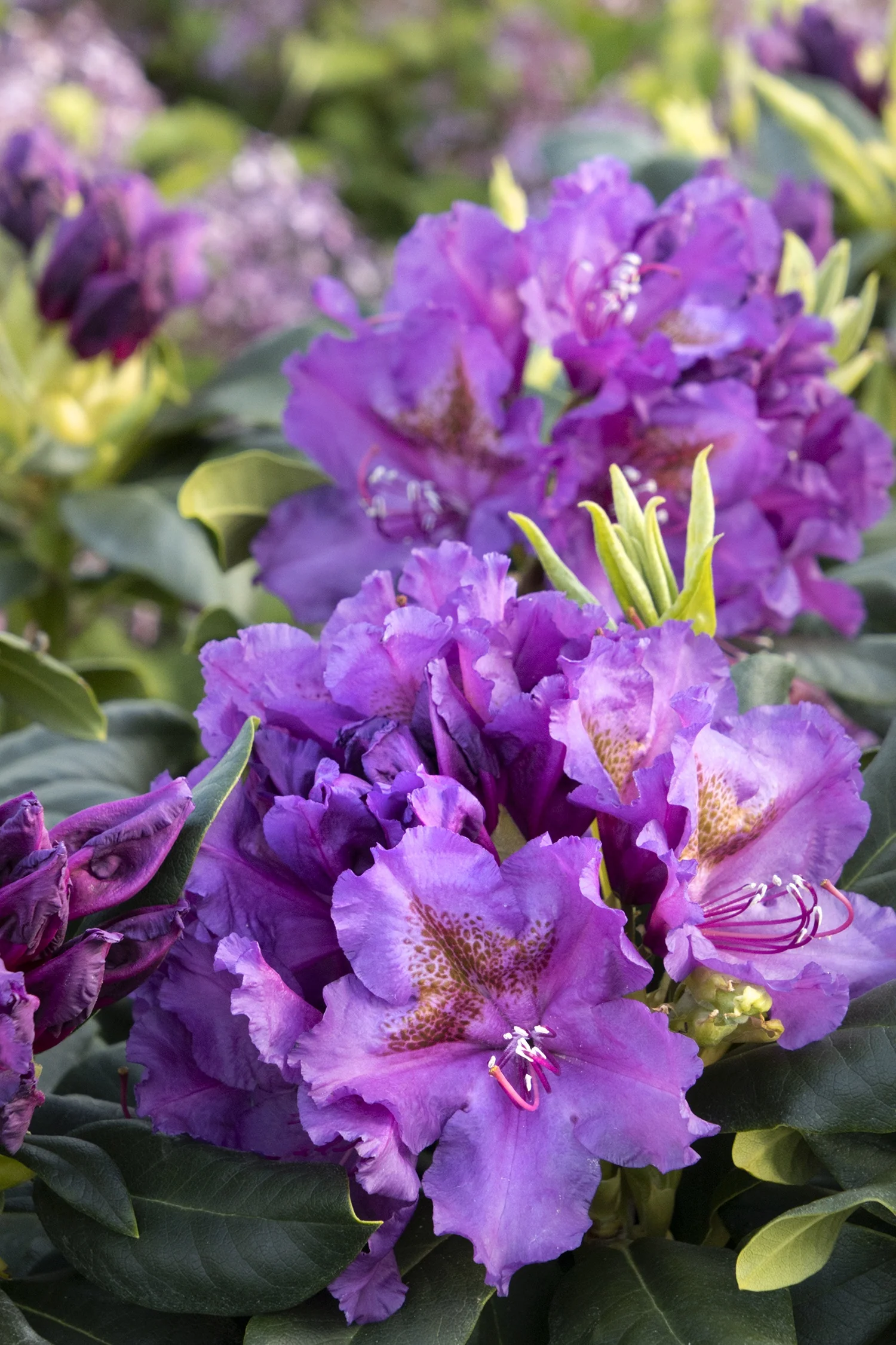 Lee's Dark Purple Rhododendron 2 Lee's Dark Purple Rhododendron