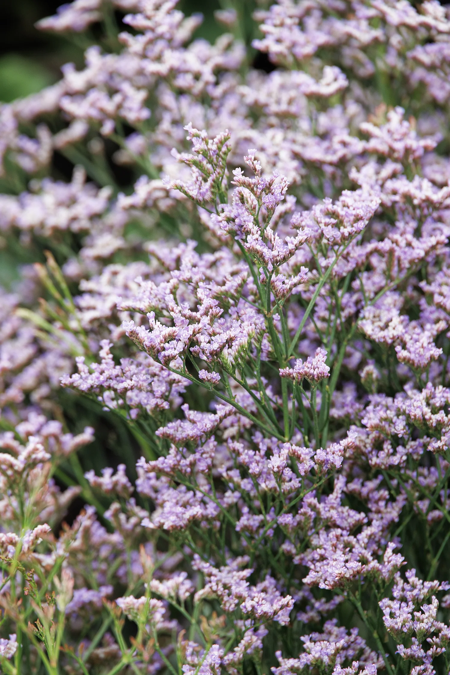 Dazzle Rocks Sea Lavender 1 Dazzle Rocks Sea Lavender