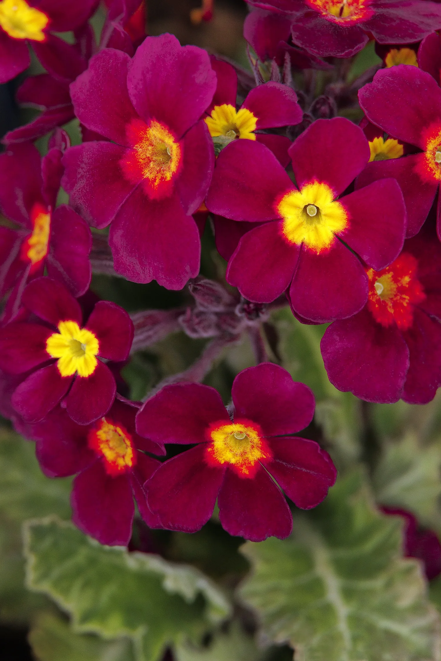 Magenta Oakleaf Primrose 2 Magenta Oakleaf Primrose