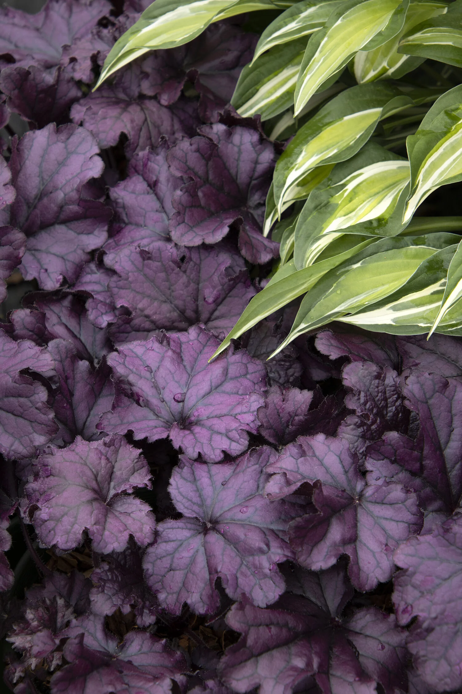 Forever® Purple Heuchera 1 Forever® Purple Heuchera