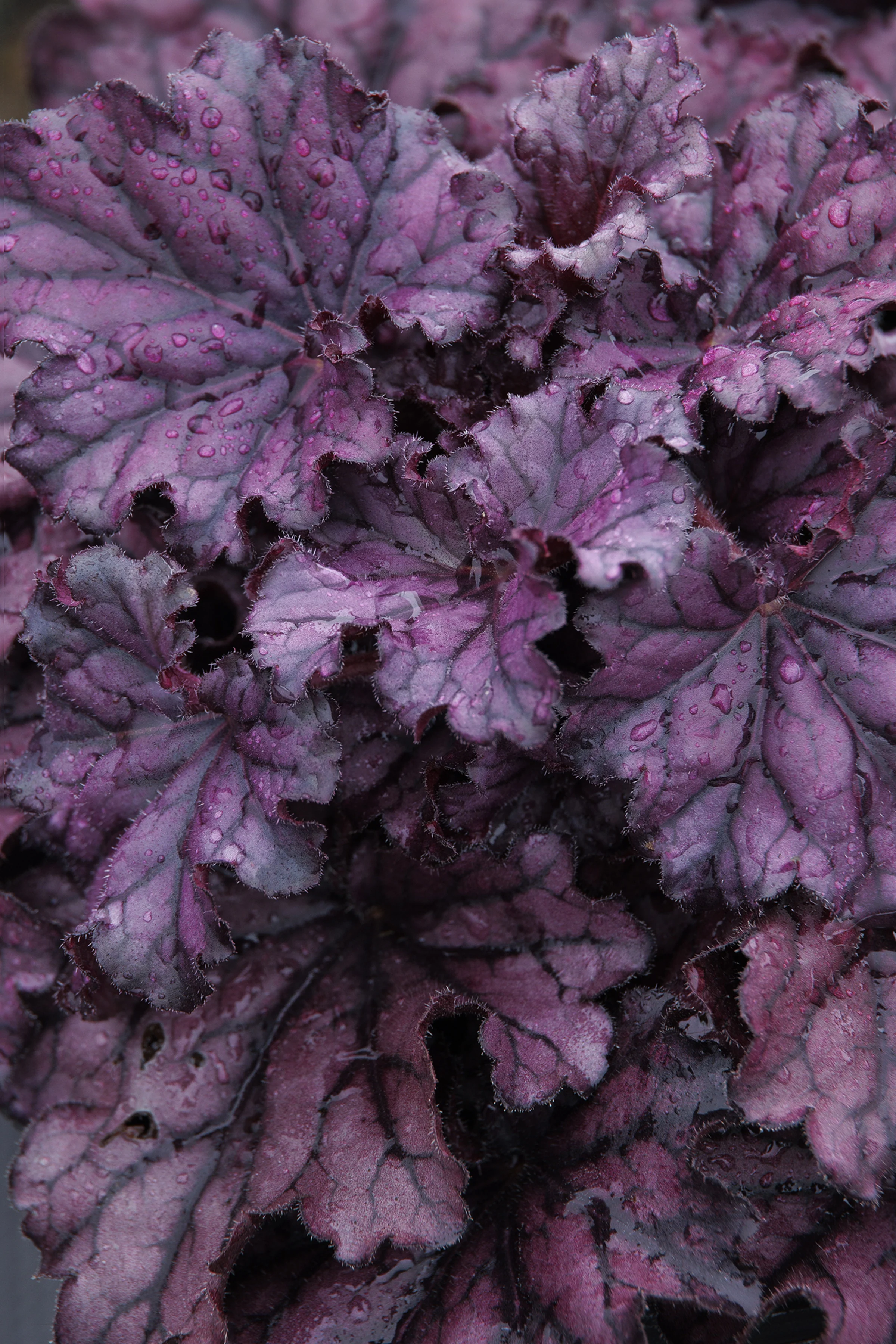 Forever® Purple Heuchera 2 Forever® Purple Heuchera