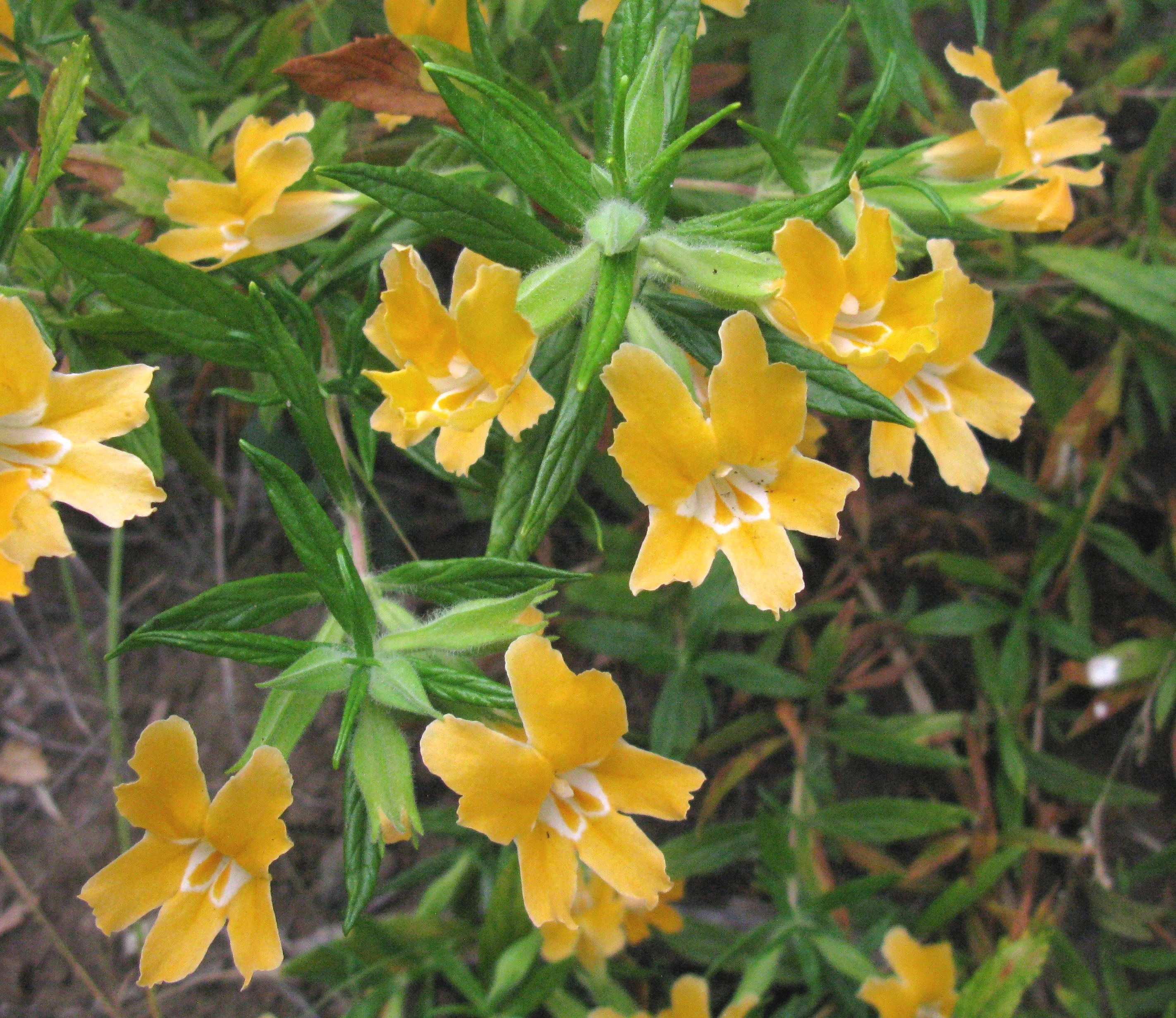 Bush Monkeyflower 4 Bush Monkeyflower