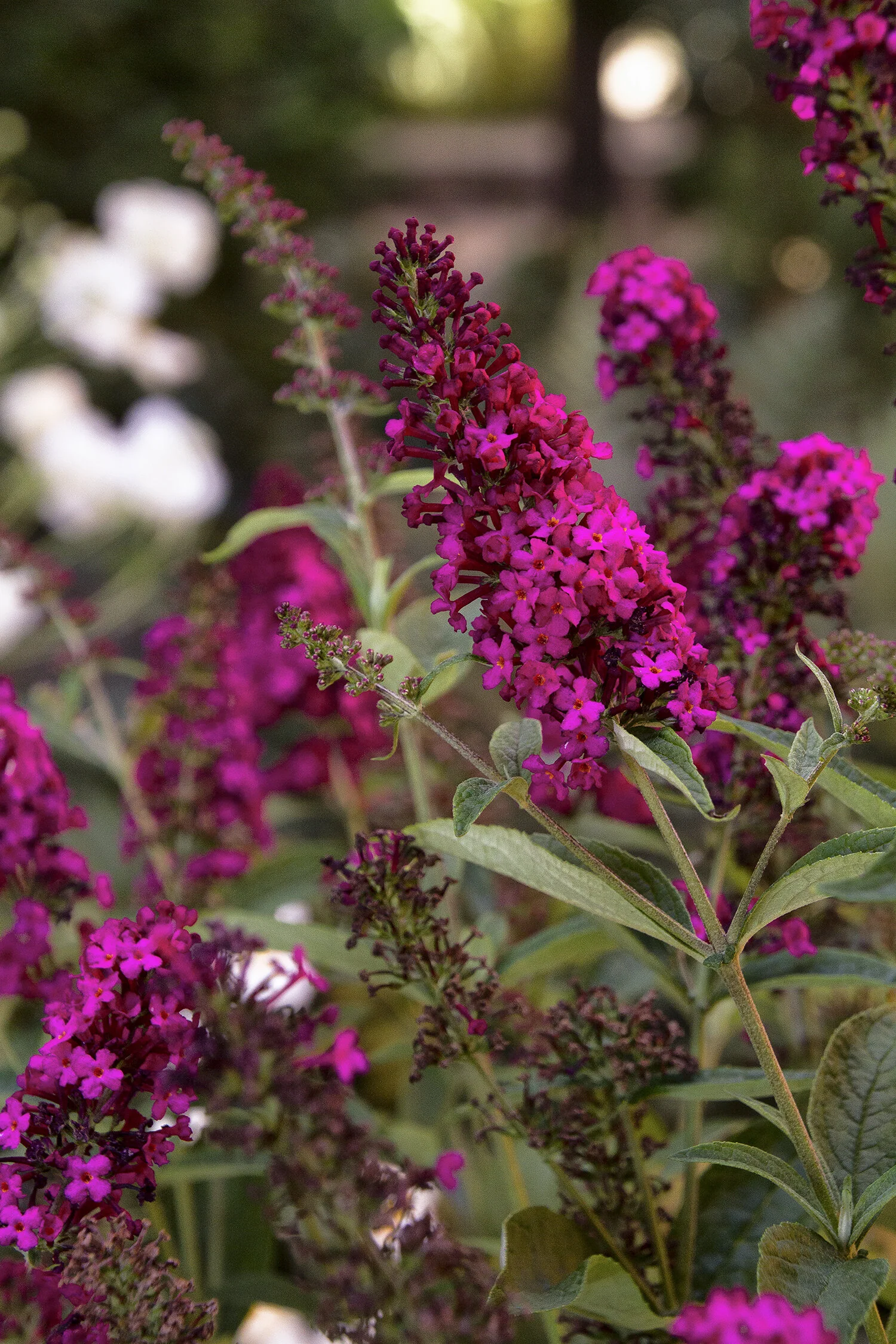 Royal Red Butterfly Bush 3 Royal Red Butterfly Bush