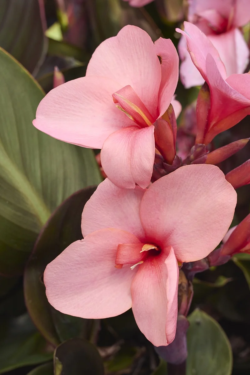 Cannova® Bronze Peach Canna Lily 1 Cannova® Bronze Peach Canna Lily