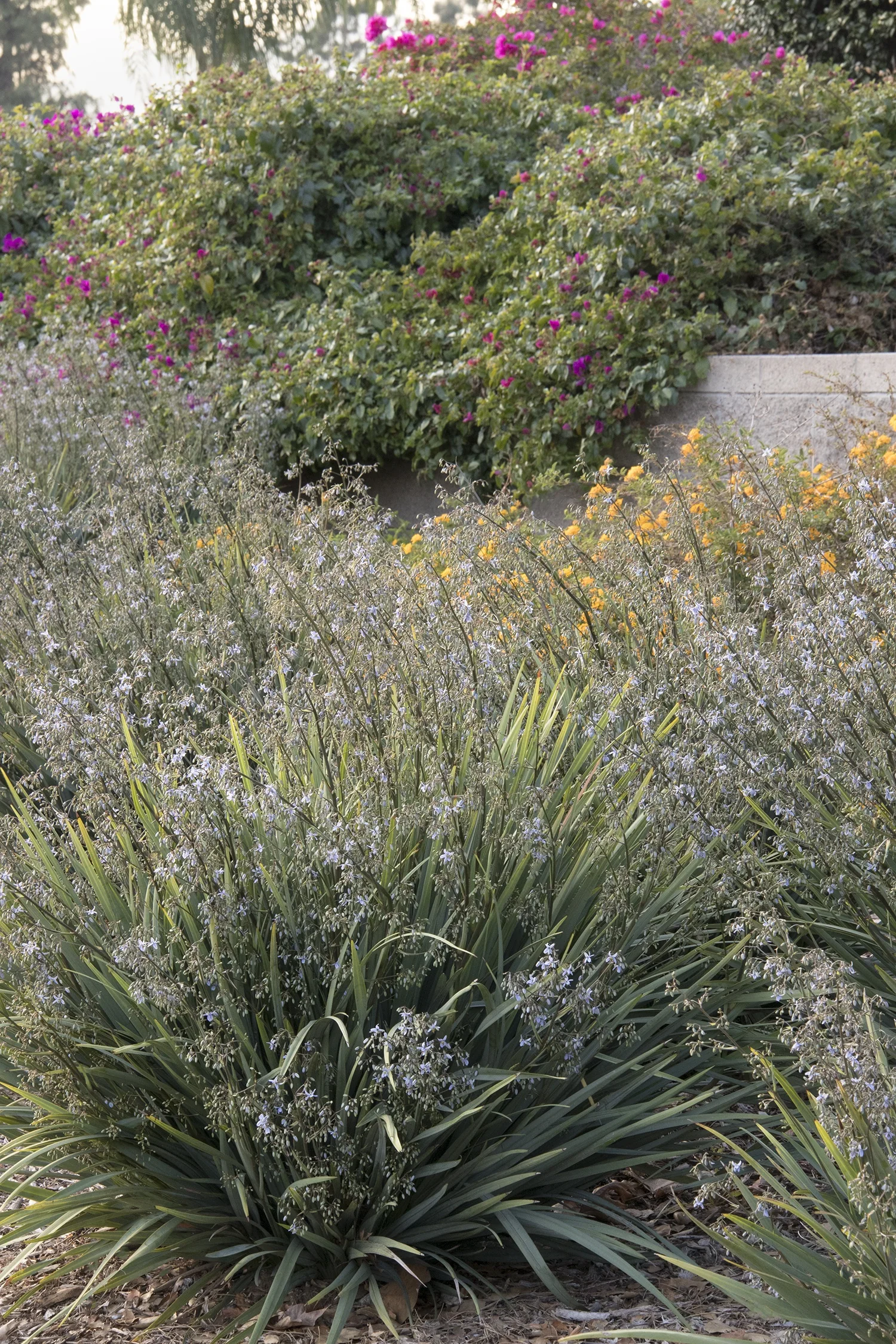 Cassa Blue™ Flax Lily 1 Cassa Blue™ Flax Lily