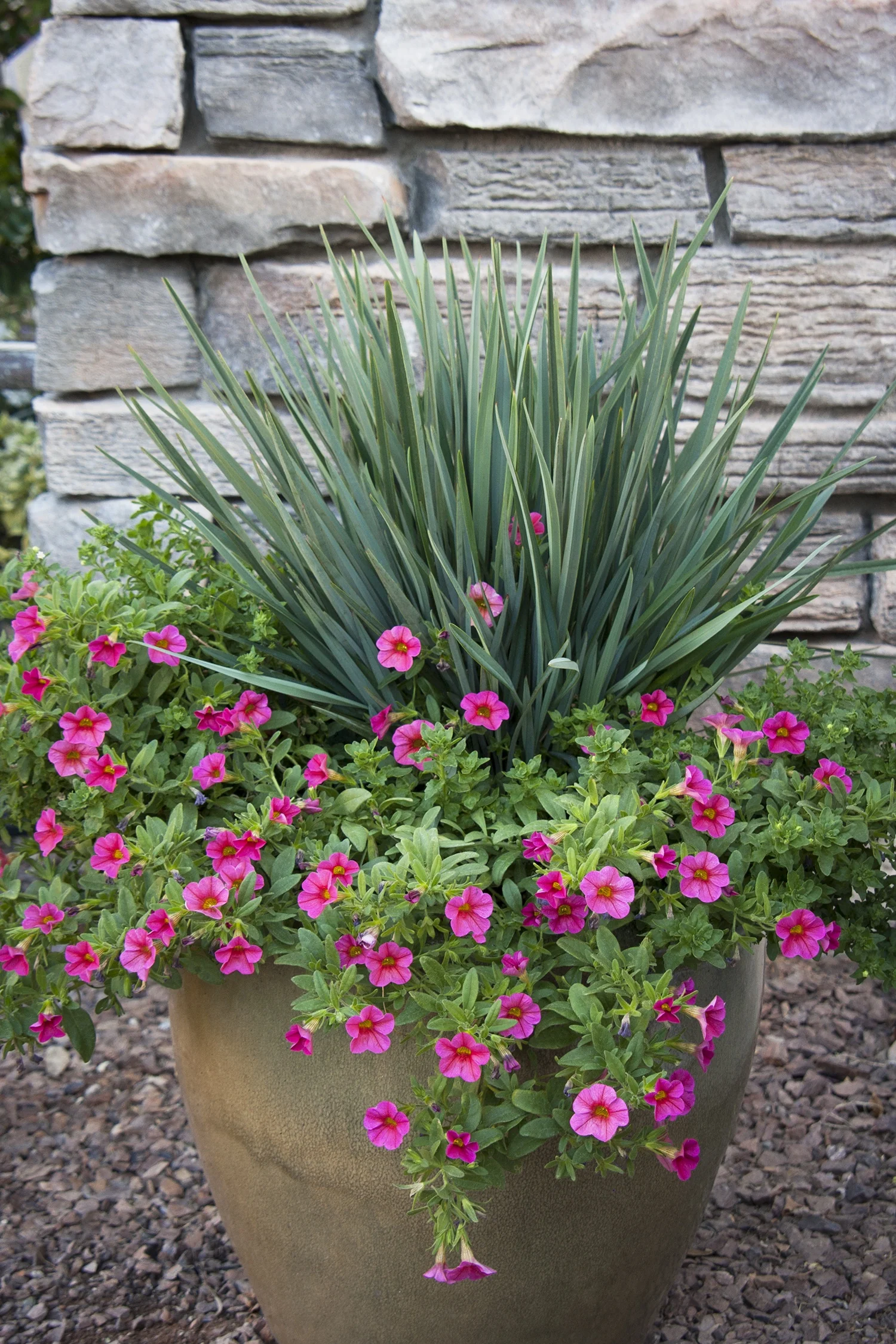 Cassa Blue™ Flax Lily 2 Cassa Blue™ Flax Lily