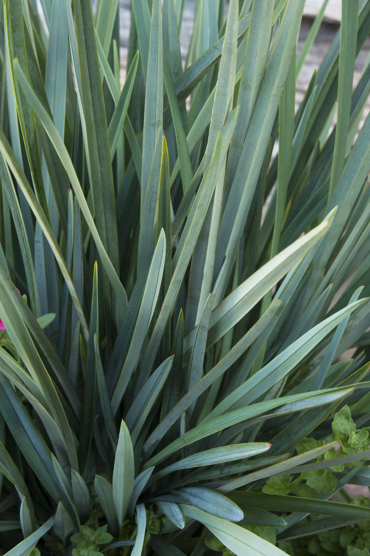 Cassa Blue™ Flax Lily 3 Cassa Blue™ Flax Lily