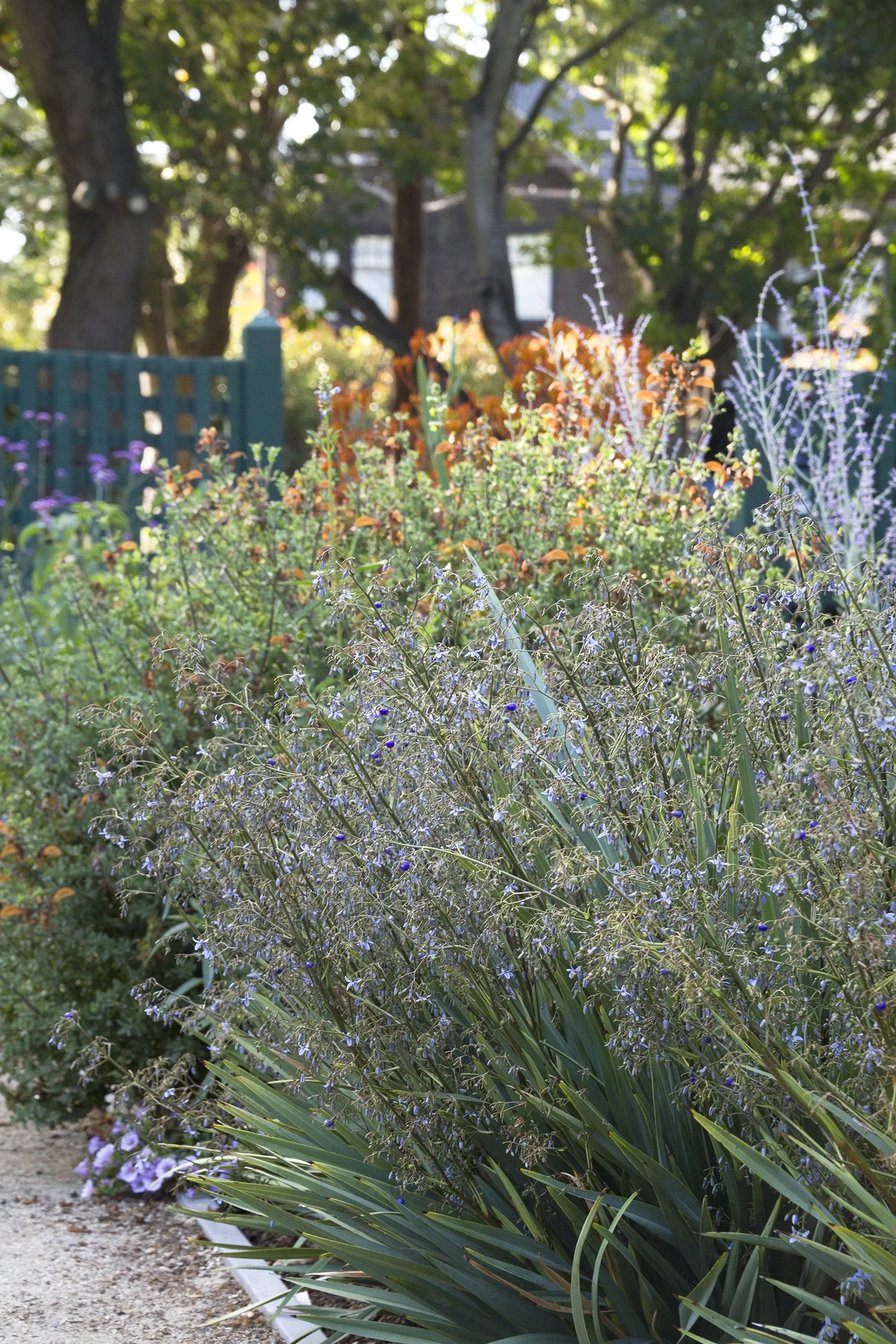 Cassa Blue™ Flax Lily 4 Cassa Blue™ Flax Lily